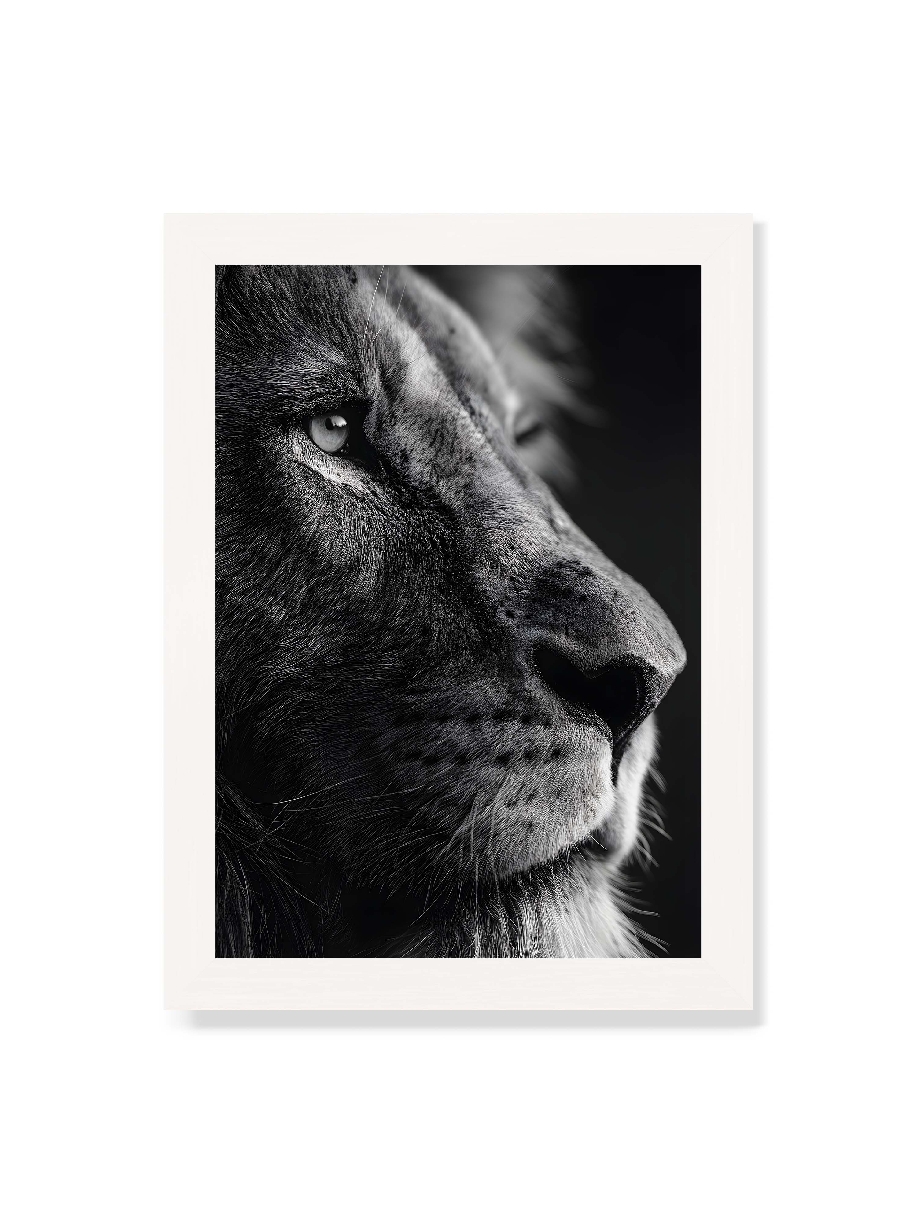 21x30 cm ohne Galerie-Rand mit weißem Rahmen – Schwarzweißes Profil eines Löwenkopfes mit ruhigem Blick und starkem Licht-Schatten-Kontrast.