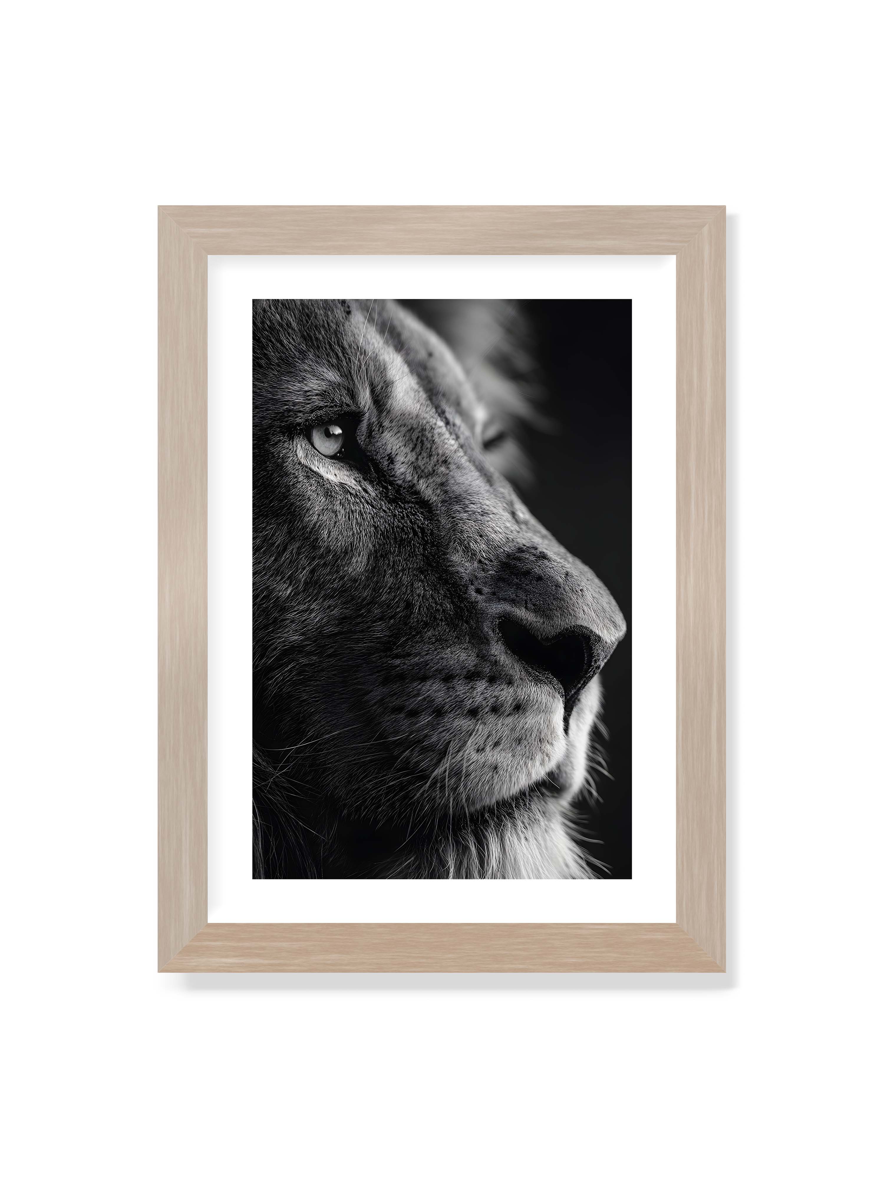21x30 cm mit weißem Galerie-Rand im Eichenrahmen – Schwarzweißes Profil eines Löwenkopfes mit ruhigem Blick und starkem Licht-Schatten-Kontrast.