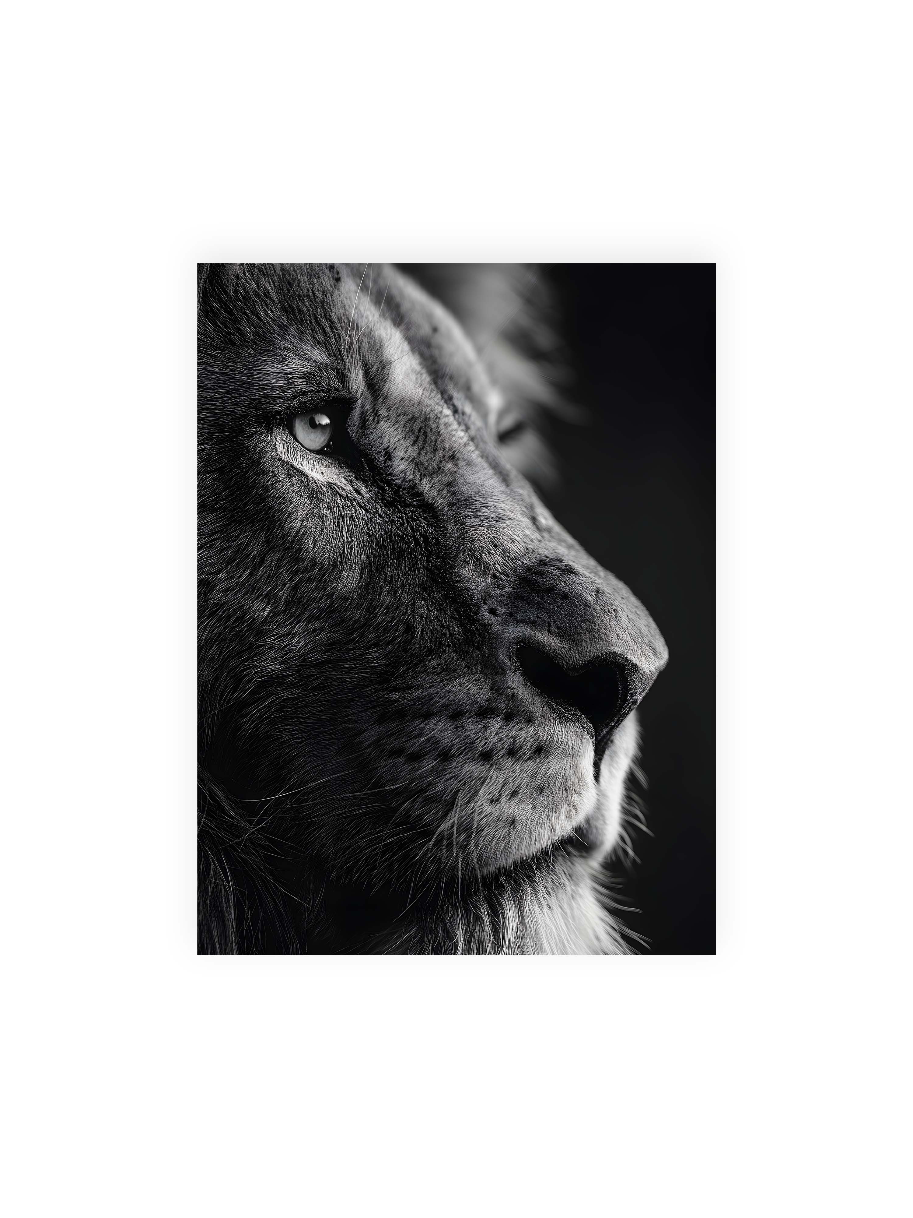 30x40 cm ohne Galerie-Rand ohne Rahmen – Schwarzweißes Profil eines Löwenkopfes mit ruhigem Blick und starkem Licht-Schatten-Kontrast.