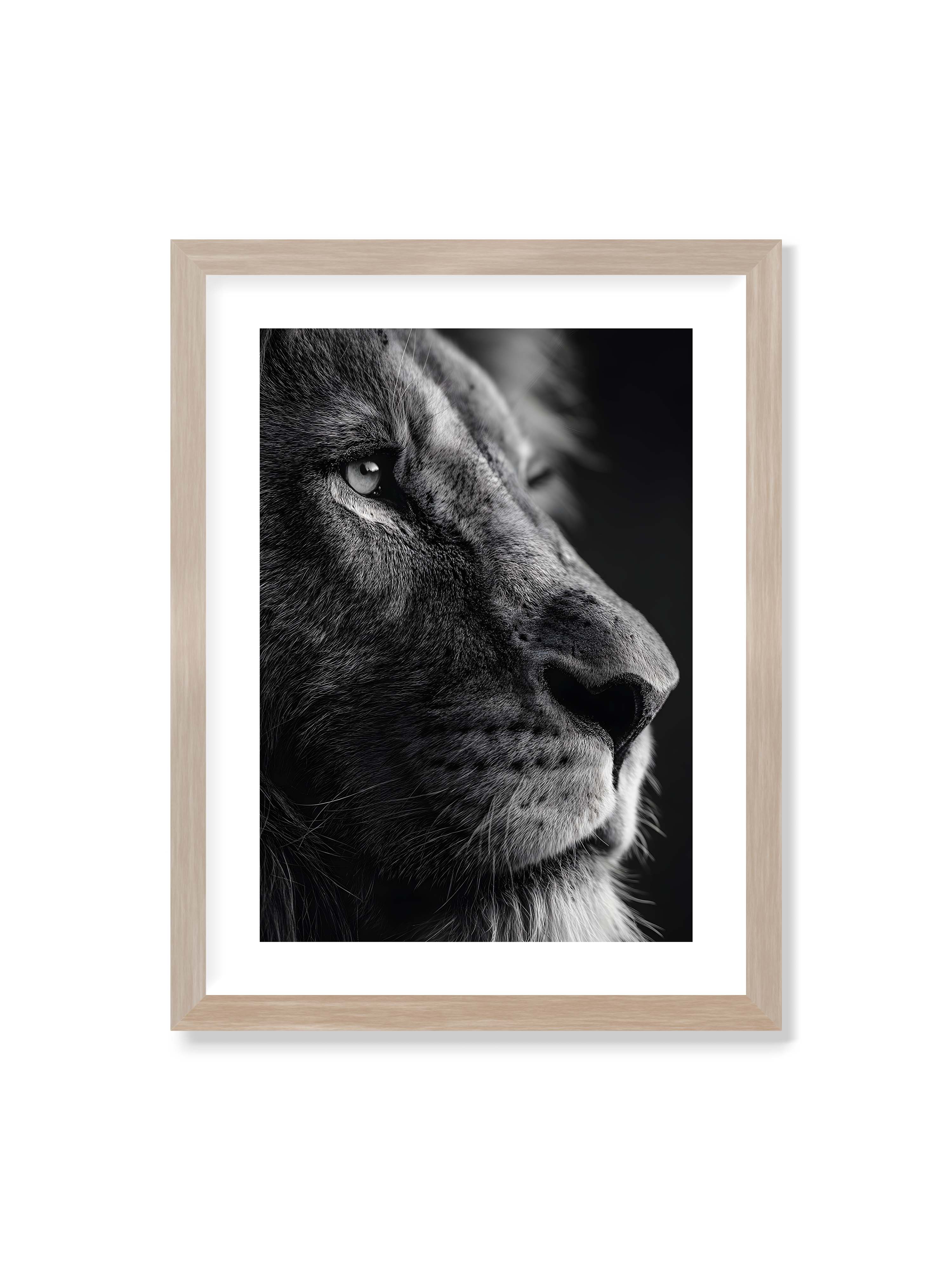 30x40 cm mit weißem Galerie-Rand im Eichenrahmen – Schwarzweißes Profil eines Löwenkopfes mit ruhigem Blick und starkem Licht-Schatten-Kontrast.