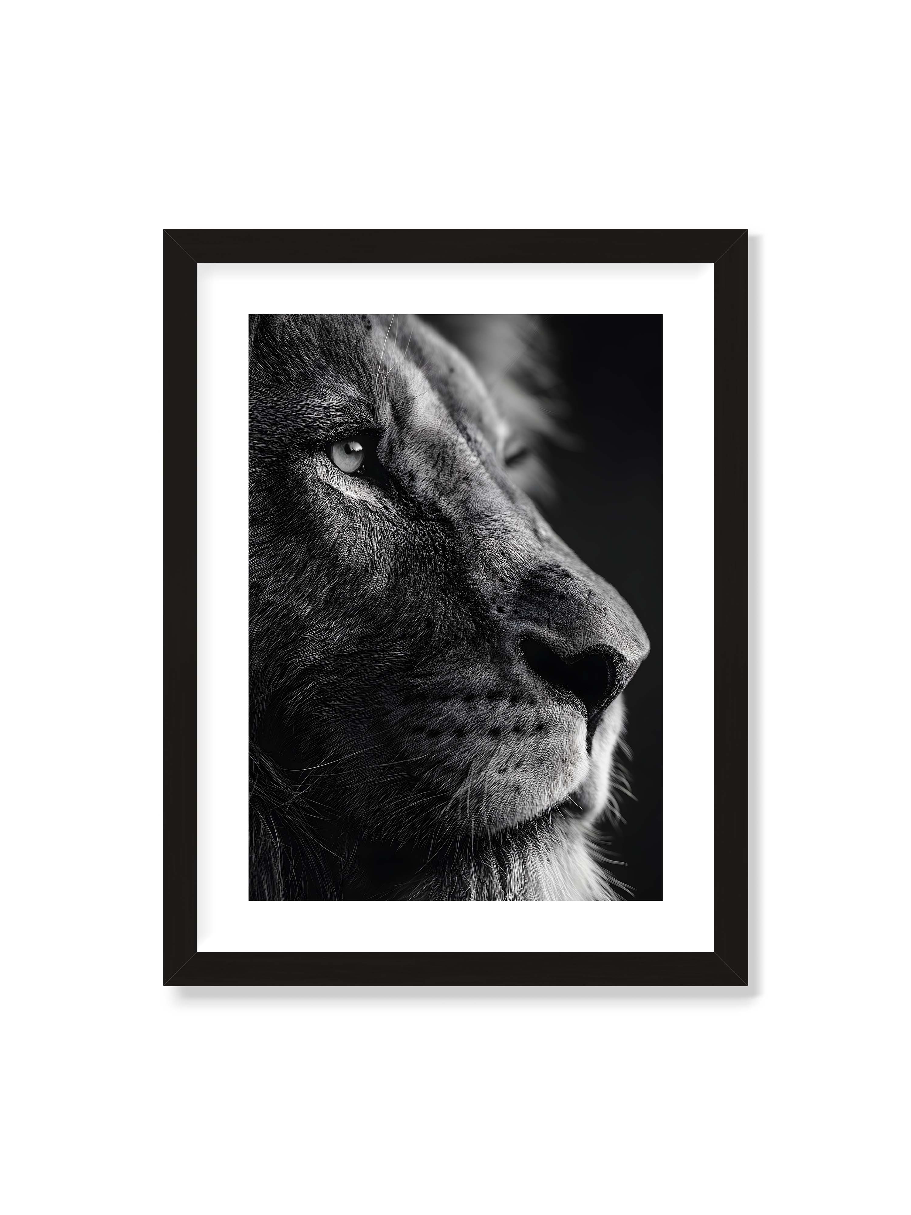 30x40 cm mit weißem Galerie-Rand mit schwarzem Rahmen – Schwarzweißes Profil eines Löwenkopfes mit ruhigem Blick und starkem Licht-Schatten-Kontrast.