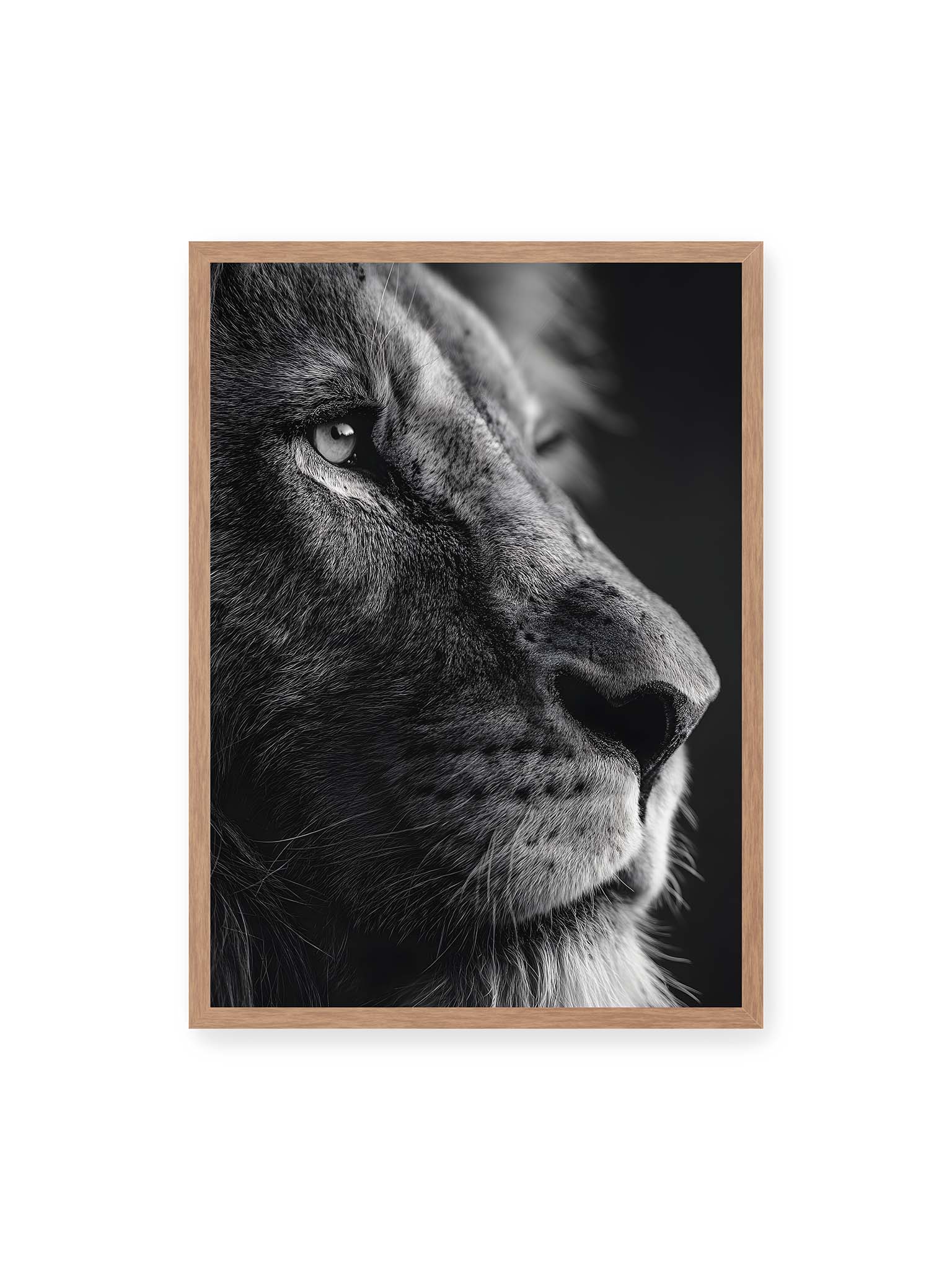 50x70 cm, Eichenrahmen – Schwarzweißes Profil eines Löwen mit ruhigem Blick und starkem Licht-Schatten-Kontrast.