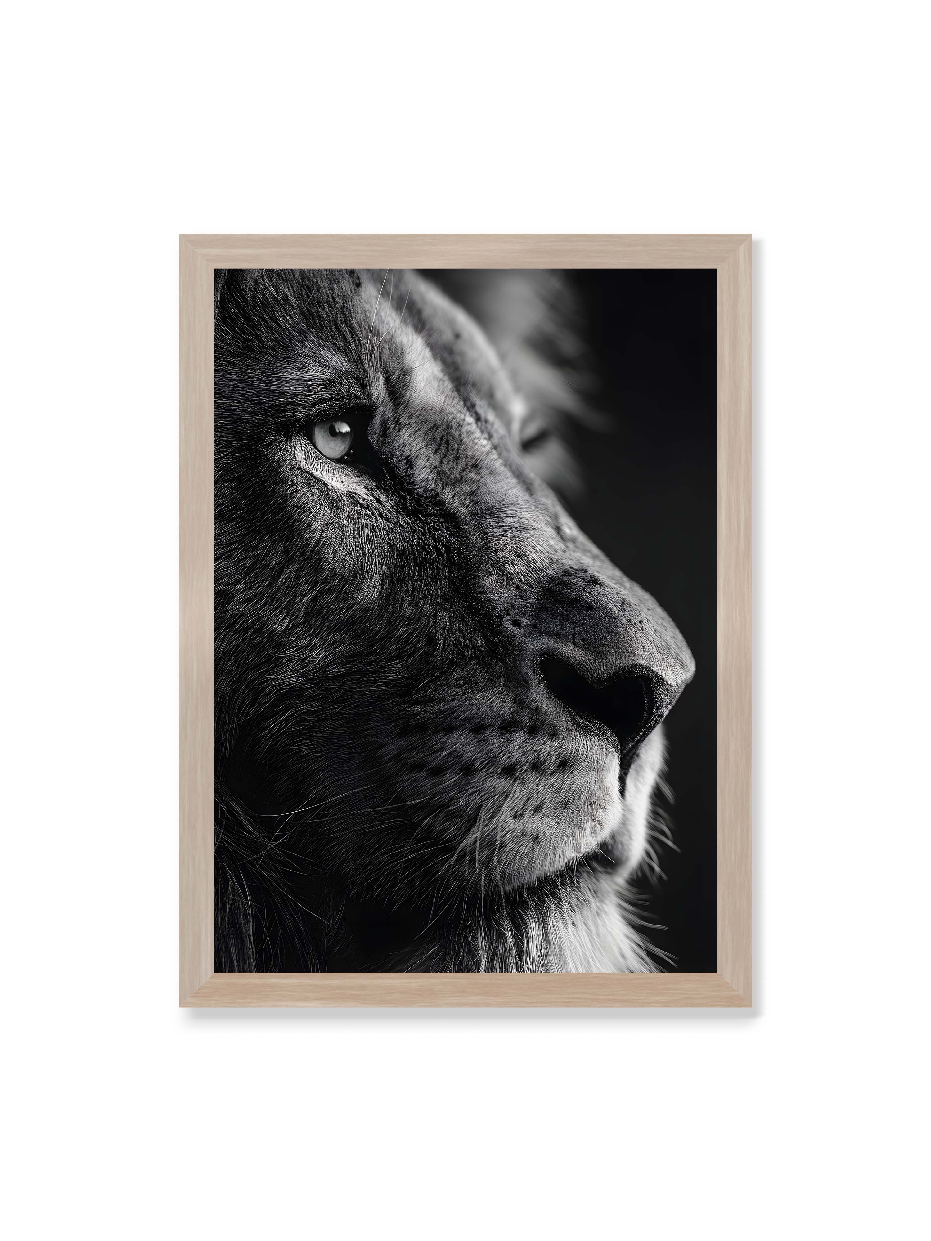 50x70 cm ohne Galerie-Rand im Eichenrahmen – Schwarzweißes Profil eines Löwenkopfes mit ruhigem Blick und starkem Licht-Schatten-Kontrast.