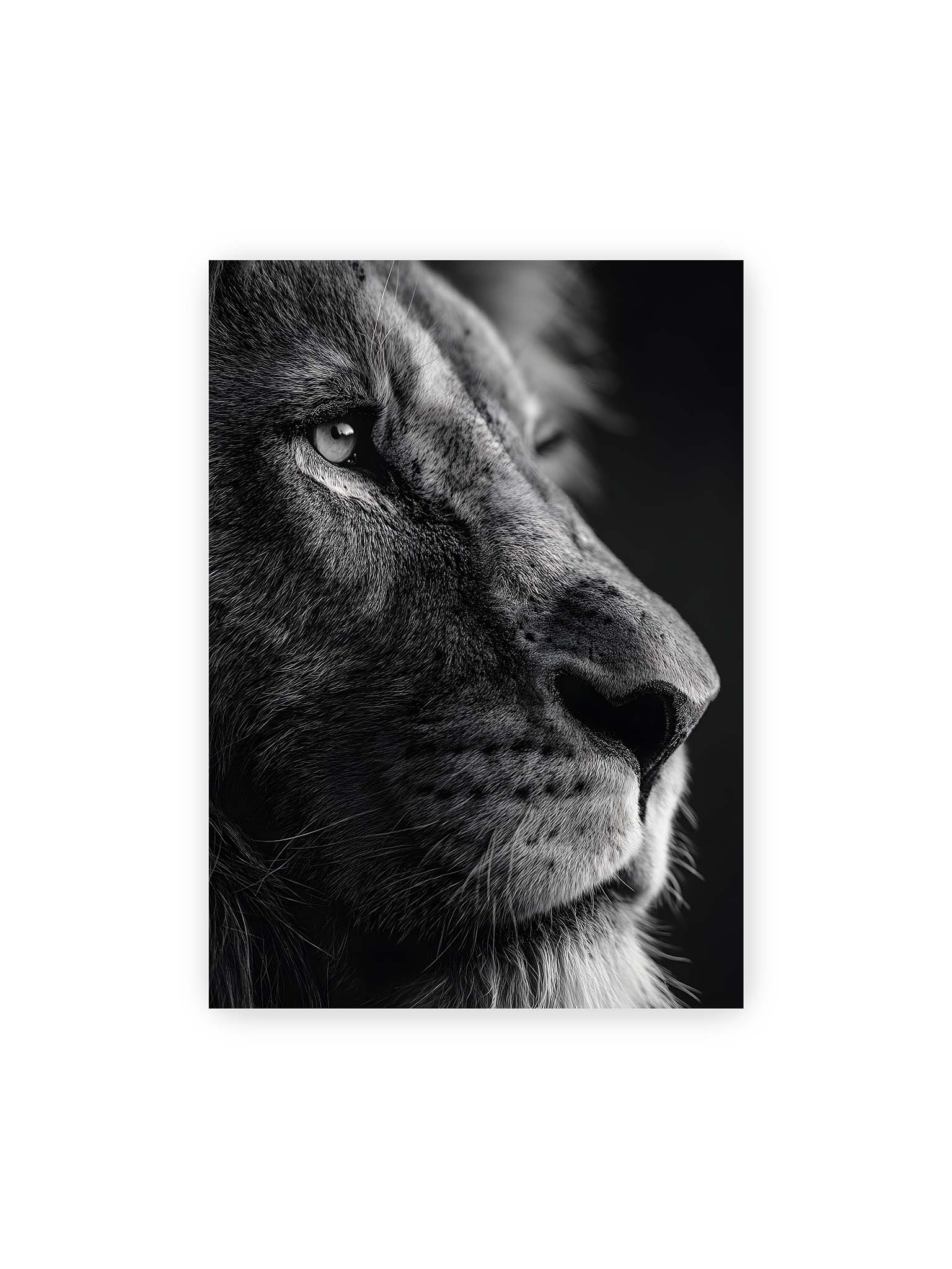50x70 cm – Schwarzweißes Profil eines Löwen mit ruhigem Blick und starkem Licht-Schatten-Kontrast.