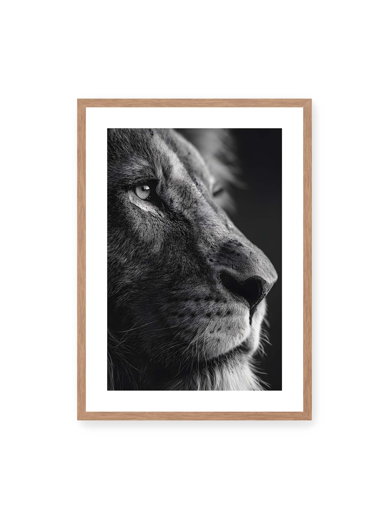 50x70 cm, weißer Galerie-Rand, Eichenrahmen – Schwarzweißes Profil eines Löwen mit ruhigem Blick und starkem Licht-Schatten-Kontrast.