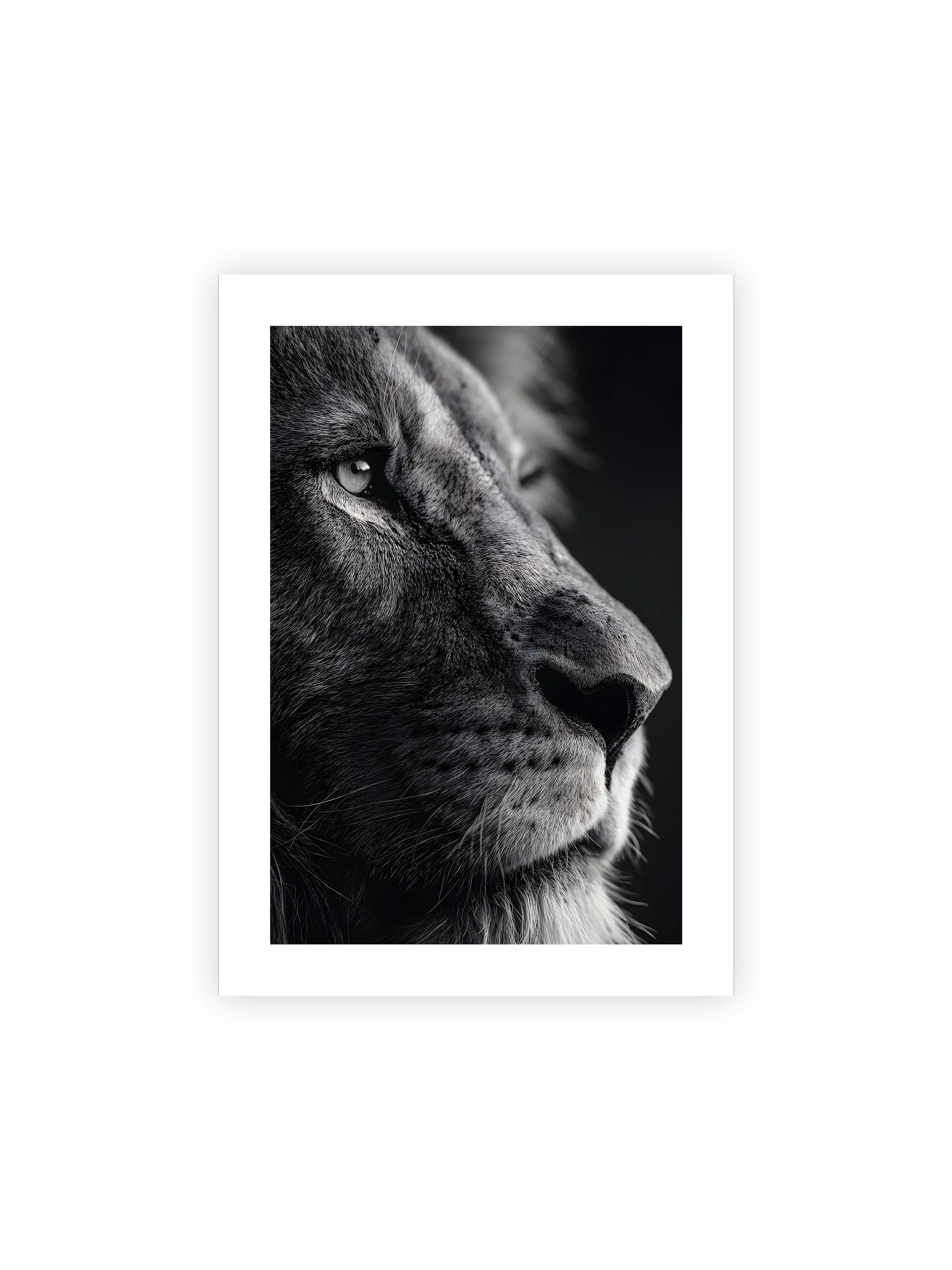 50x70 cm mit weißem Galerie-Rand ohne Rahmen – Schwarzweißes Profil eines Löwenkopfes mit ruhigem Blick und starkem Licht-Schatten-Kontrast.