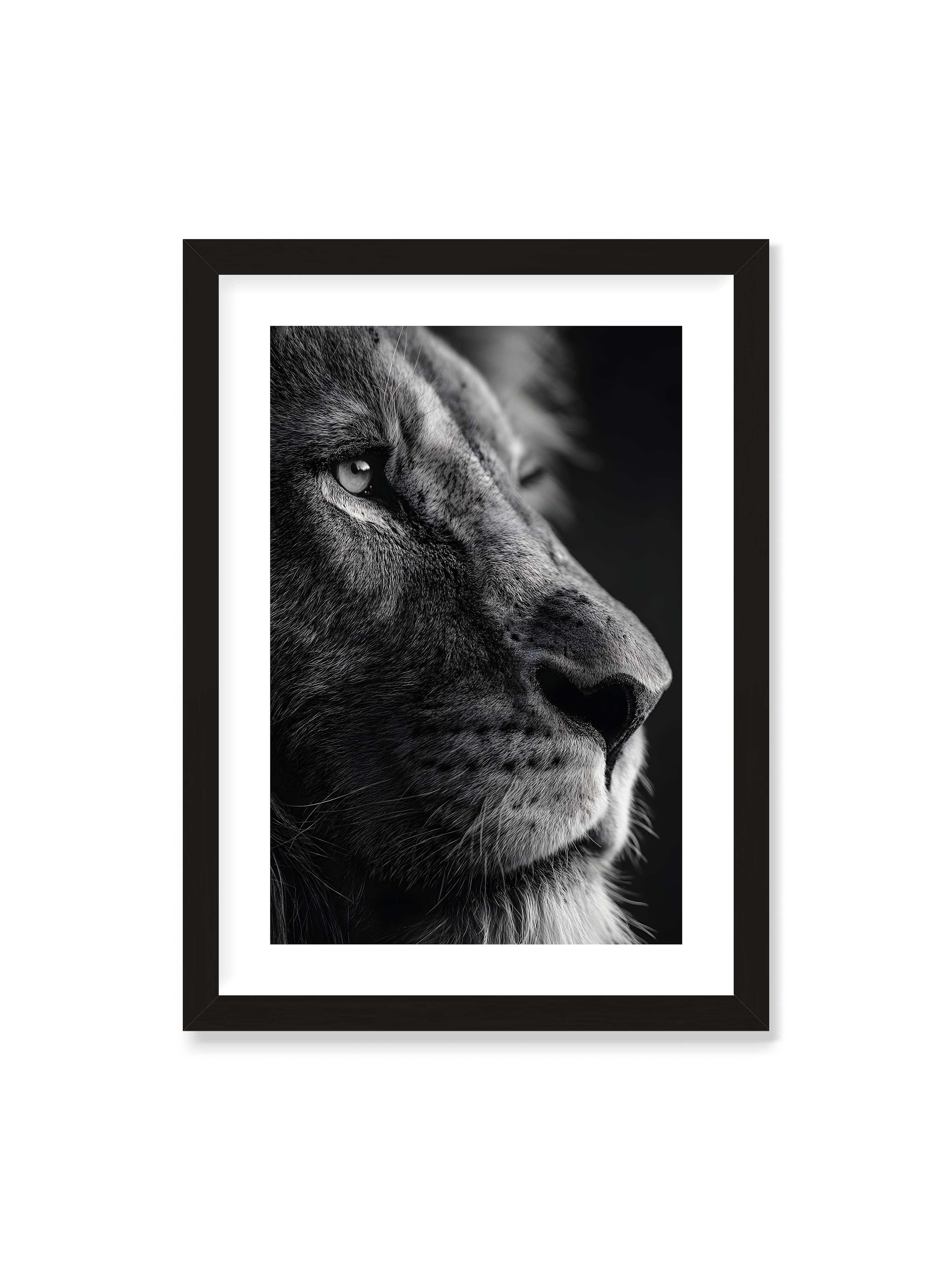 50x70 cm mit weißem Galerie-Rand mit schwarzem Rahmen – Schwarzweißes Profil eines Löwenkopfes mit ruhigem Blick und starkem Licht-Schatten-Kontrast.