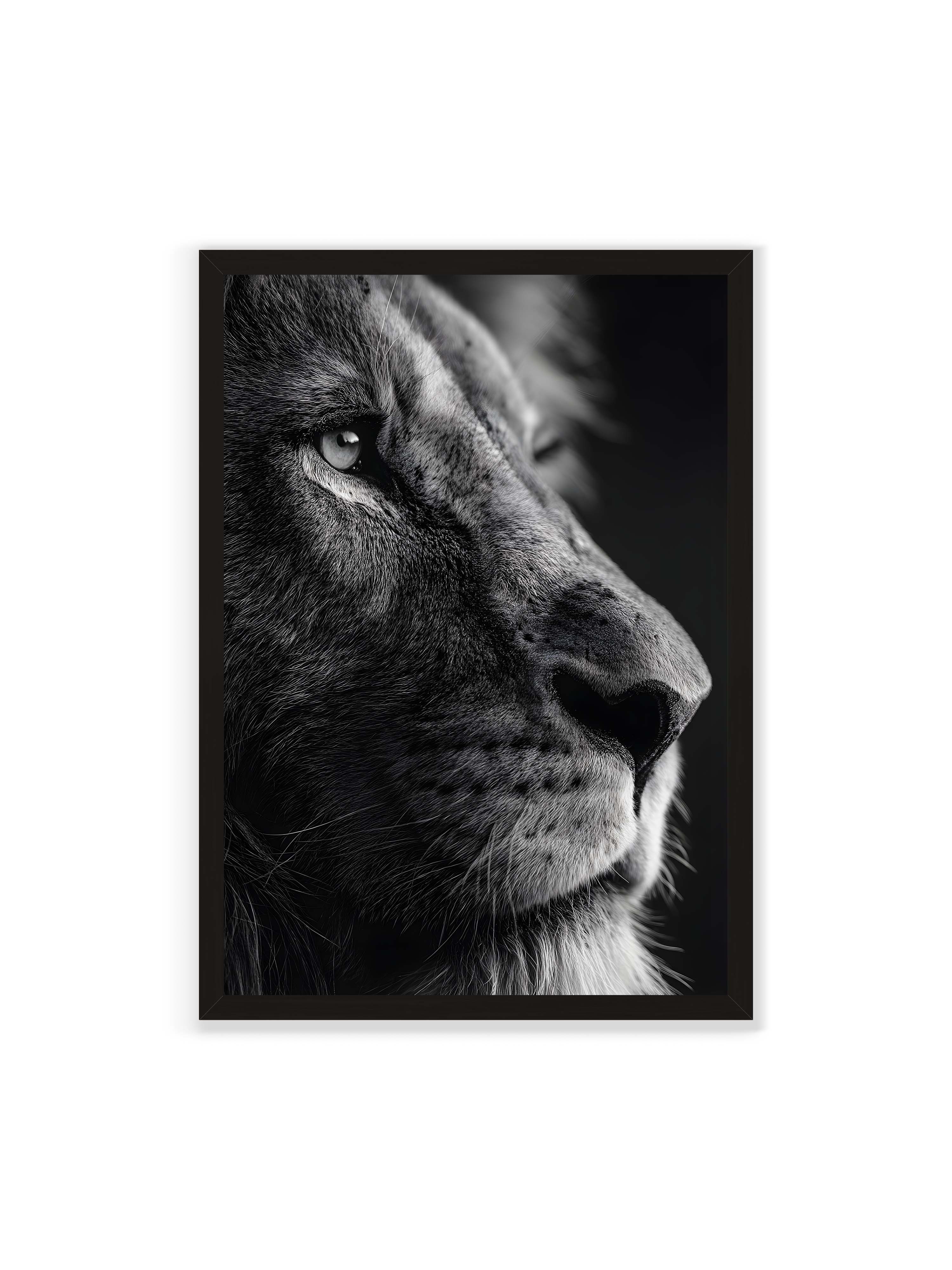 70x100 cm ohne Galerie-Rand mit schwarzem Rahmen – Schwarzweißes Profil eines Löwenkopfes mit ruhigem Blick und starkem Licht-Schatten-Kontrast.