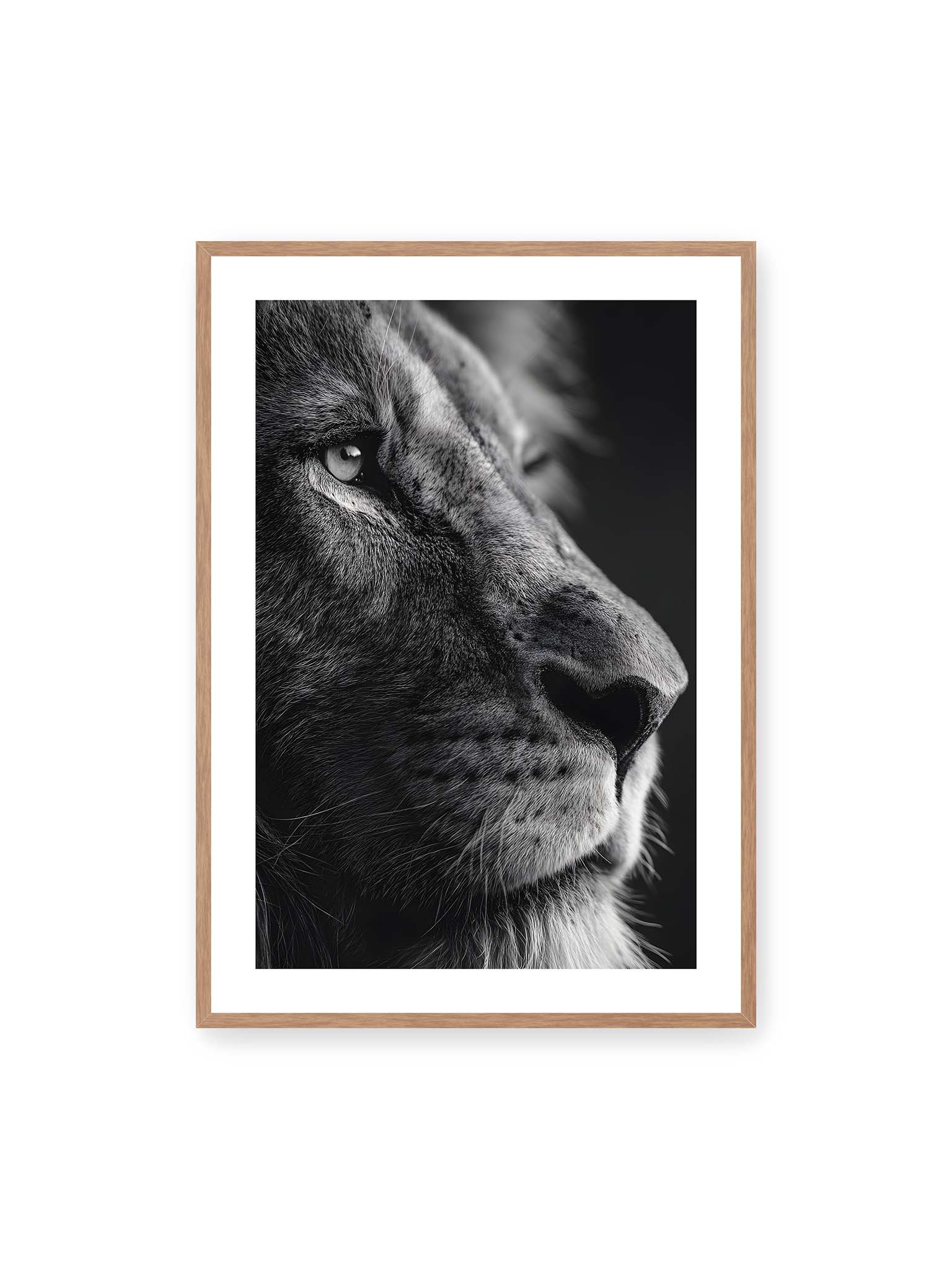 70x100 cm, weißer Galerie-Rand, Eichenrahmen – Schwarzweißes Profil eines Löwen mit ruhigem Blick und starkem Licht-Schatten-Kontrast.