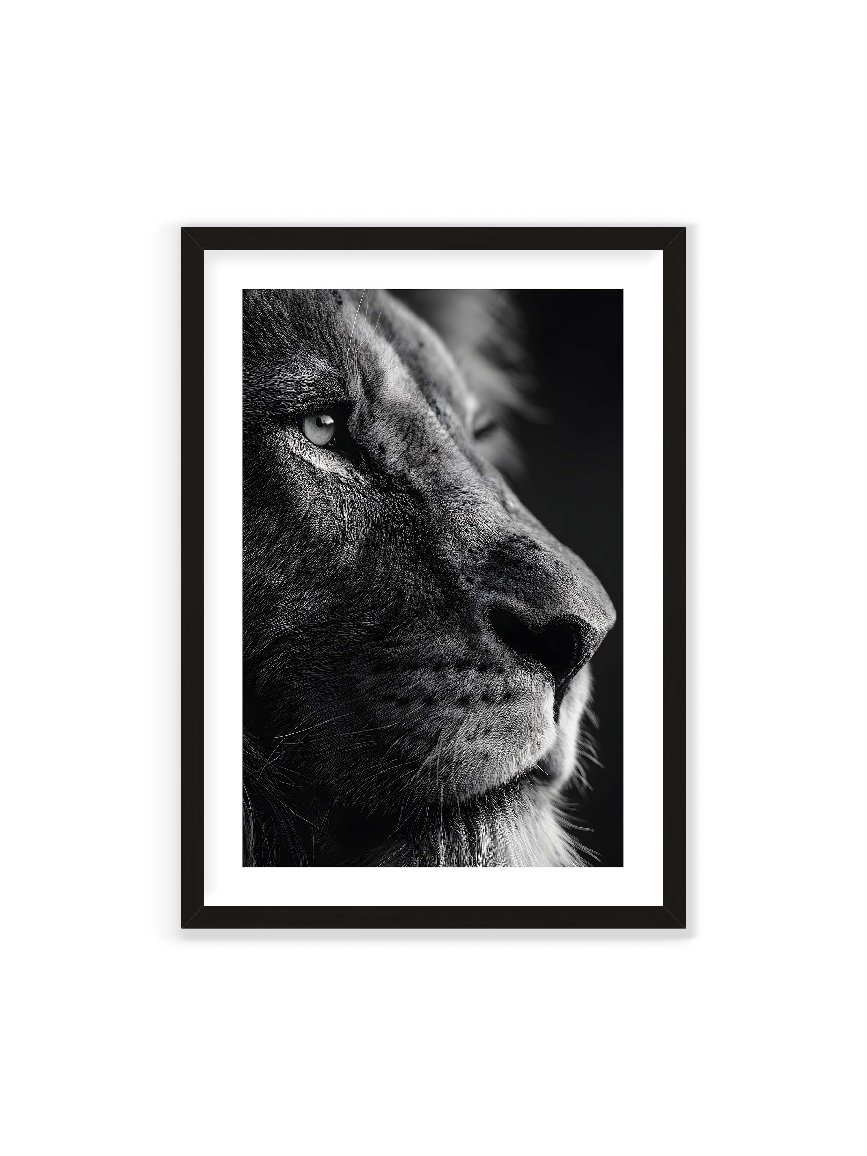 70x100 cm mit weißem Galerie-Rand mit schwarzem Rahmen – Schwarzweißes Profil eines Löwenkopfes mit ruhigem Blick und starkem Licht-Schatten-Kontrast.
