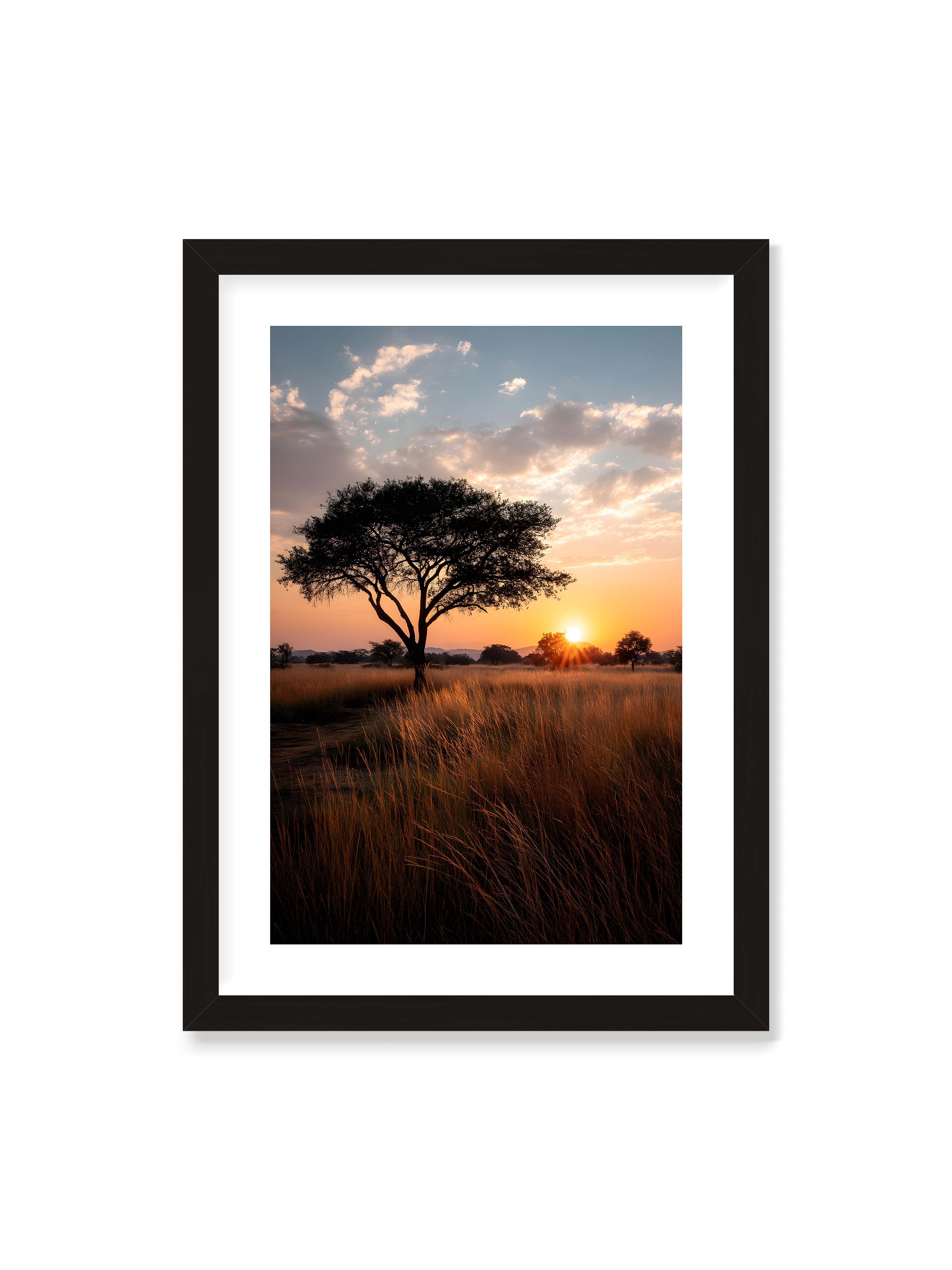 50x70 cm mit weißem Galerie-Rand mit schwarzem Rahmen – Akazienbaum in weiter Savannenlandschaft bei goldenem Sonnenuntergang mit hohem Gras und ruhigem Himmel.
