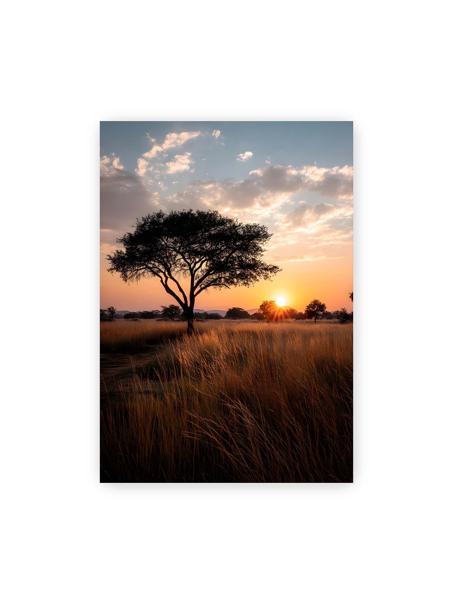 70x100 cm – Akazienbaum in weiter Savannenlandschaft bei goldenem Sonnenuntergang mit hohem Gras und ruhigem Himmel.