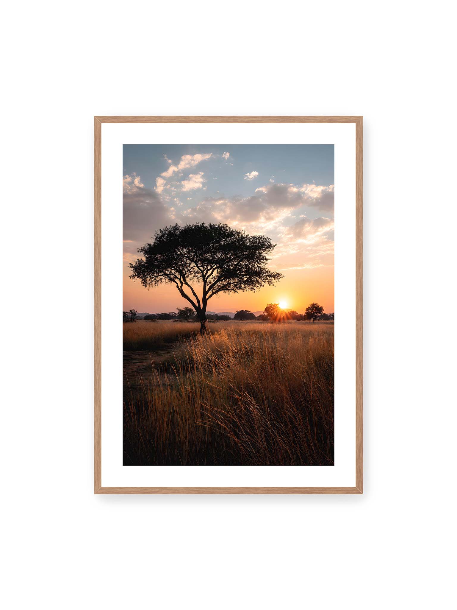 70x100 cm, weißer Galerie-Rand, Eichenrahmen – Akazienbaum in weiter Savannenlandschaft bei goldenem Sonnenuntergang mit hohem Gras und ruhigem Himmel.