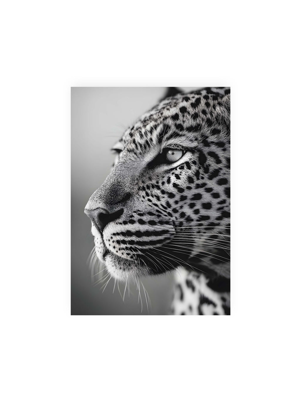 21x30 cm ohne Galerie-Rand ohne Rahmen – Schwarzweißes Porträt eines Leoparden mit ruhigem Blick, sichtbarer Fellstruktur und feinen Schnurrhaaren.