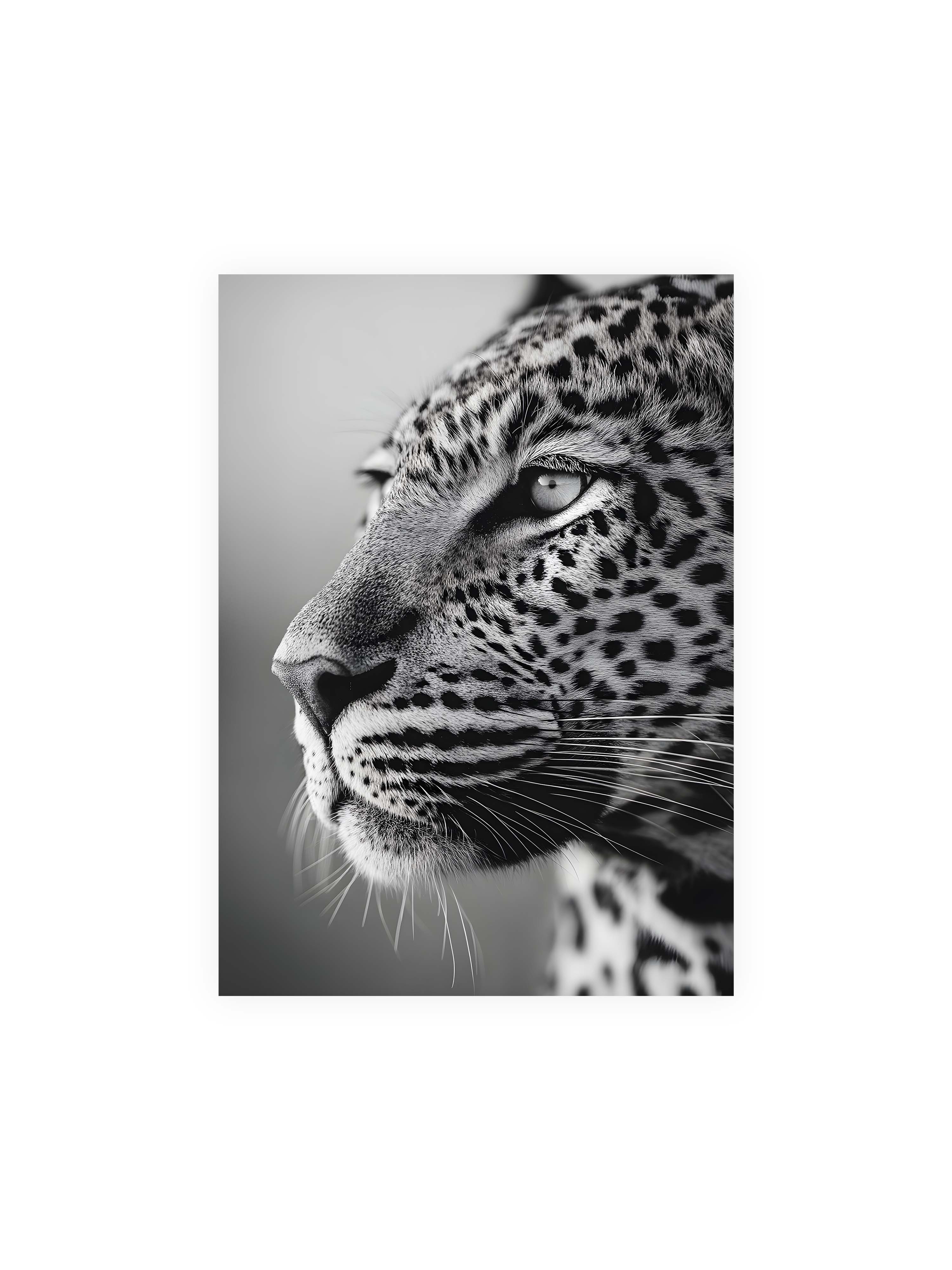 50x70 cm ohne Galerie-Rand ohne Rahmen – Schwarzweißes Porträt eines Leoparden mit ruhigem Blick, sichtbarer Fellstruktur und feinen Schnurrhaaren.