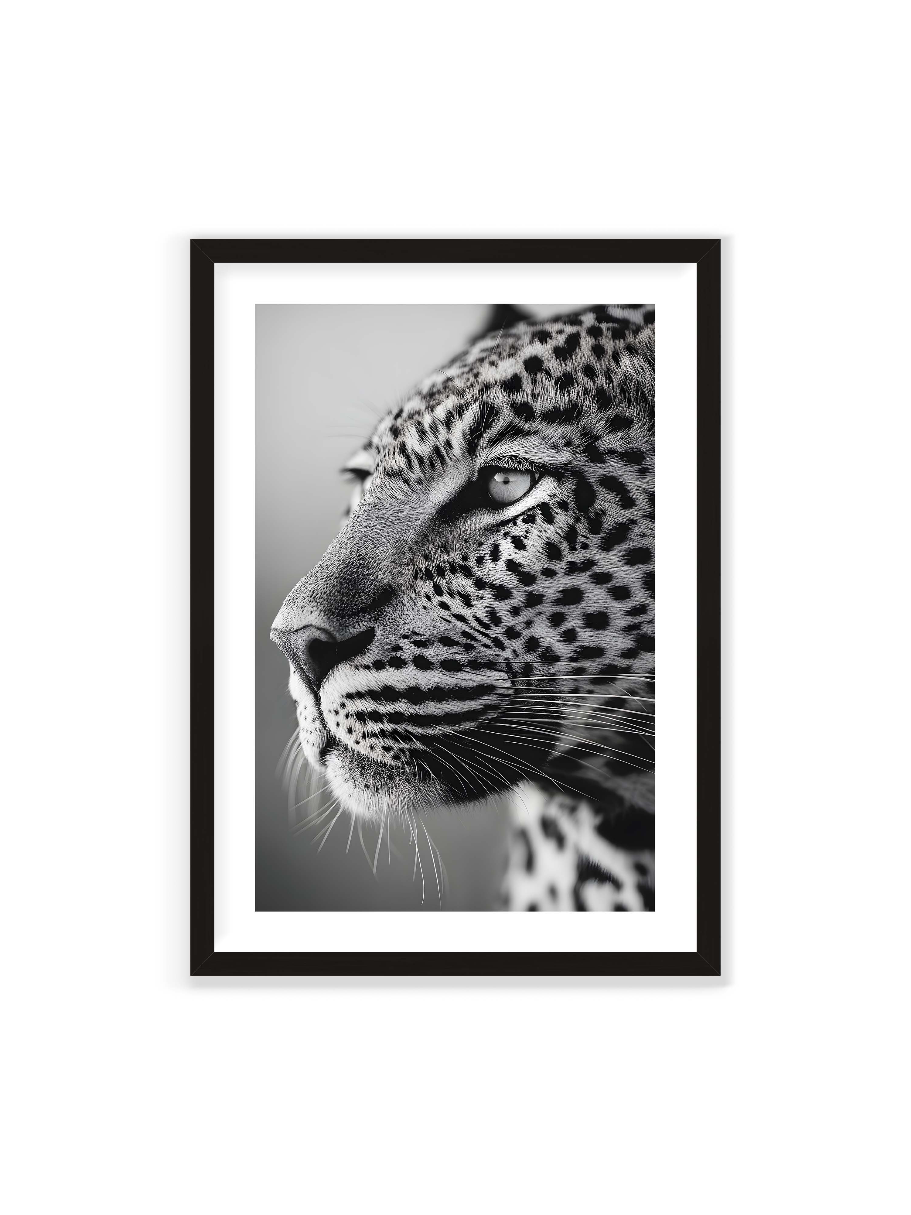 70x100 cm mit weißem Galerie-Rand mit schwarzem Rahmen – Schwarzweißes Porträt eines Leoparden mit ruhigem Blick, sichtbarer Fellstruktur und feinen Schnurrhaaren.