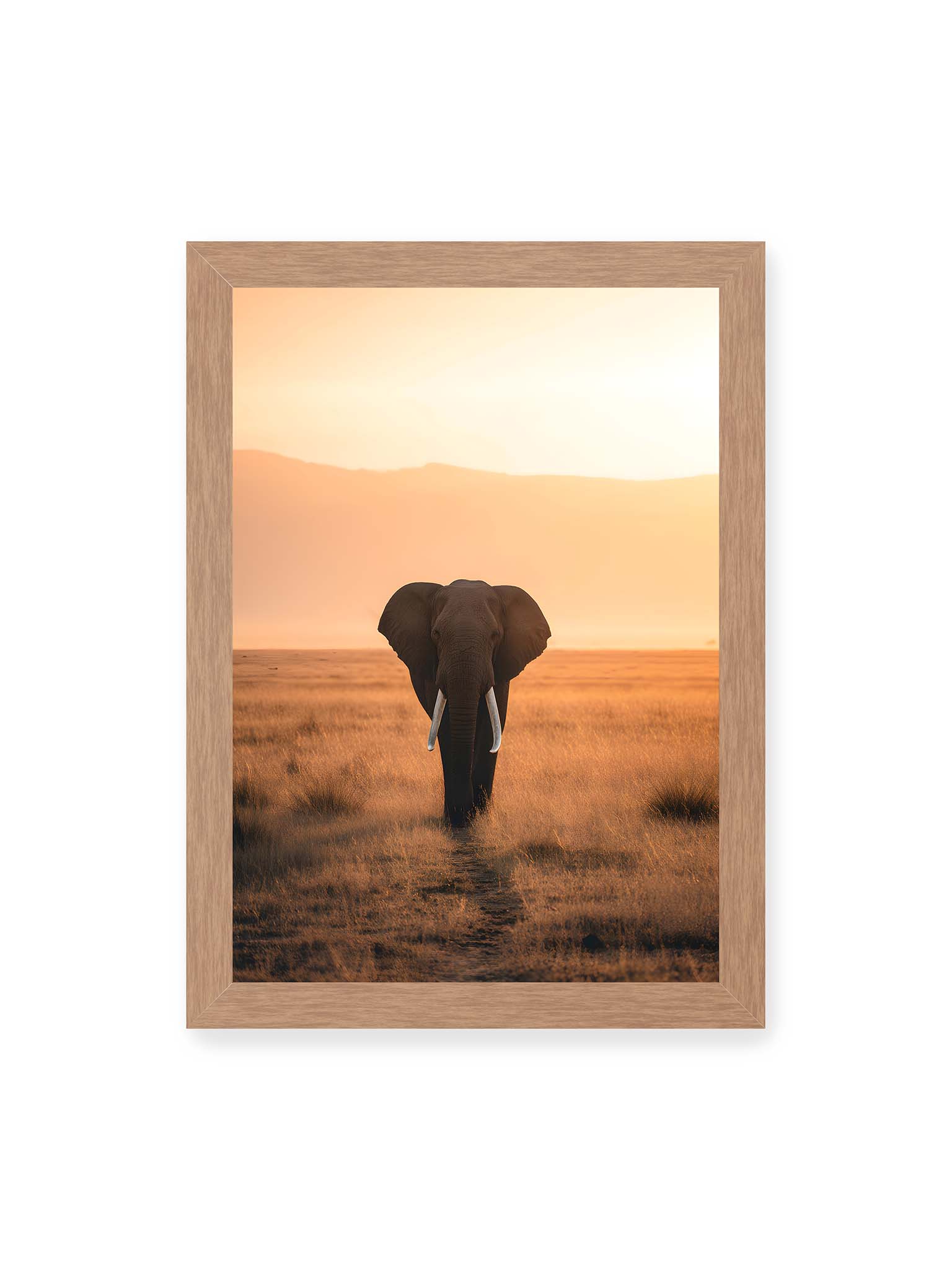 21x30 cm, Eichenrahmen – Elefant mit langen Stoßzähnen läuft frontal durch hohes Gras der Savanne im warmen Licht.