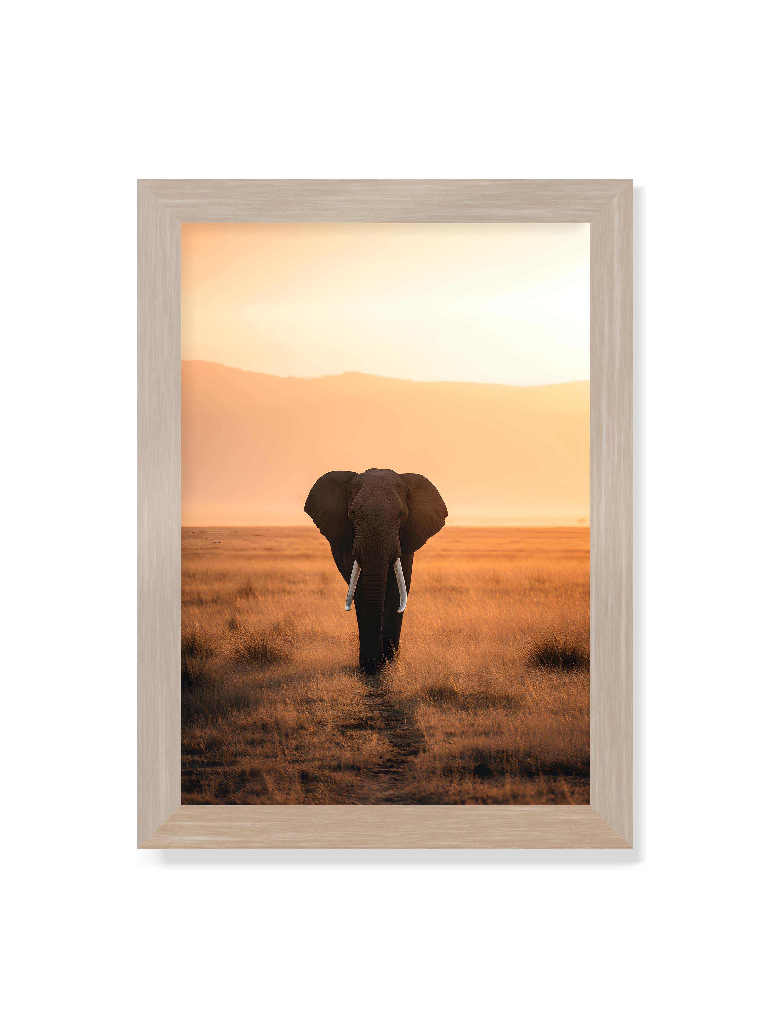 21x30 cm ohne Galerie-Rand im Eichenrahmen – Elefant mit langen Stoßzähnen läuft frontal durch hohes Gras der Savanne im warmen Licht.
