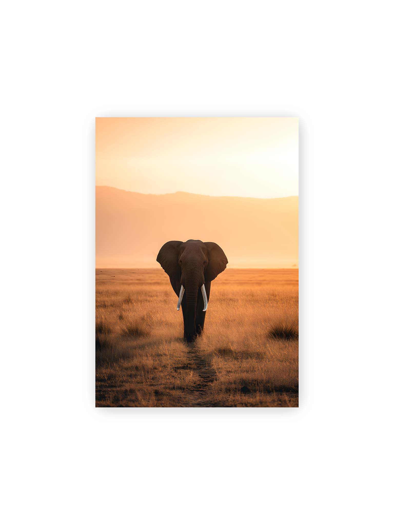 21x30 cm – Elefant mit langen Stoßzähnen läuft frontal durch hohes Gras der Savanne im warmen Licht.