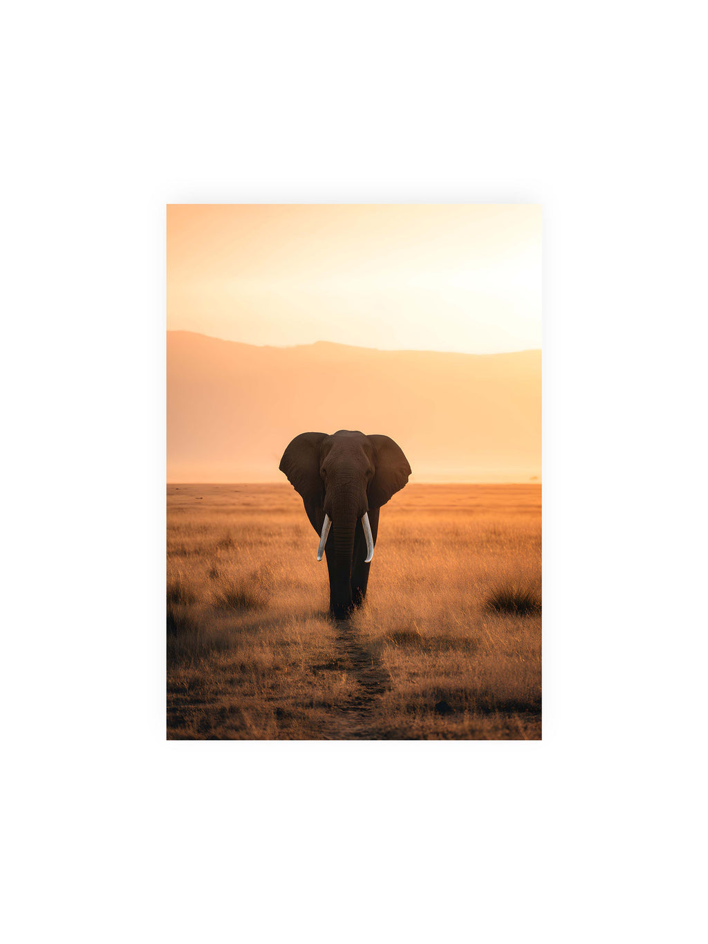 21x30 cm ohne Galerie-Rand ohne Rahmen – Elefant mit langen Stoßzähnen läuft frontal durch hohes Gras der Savanne im warmen Licht.