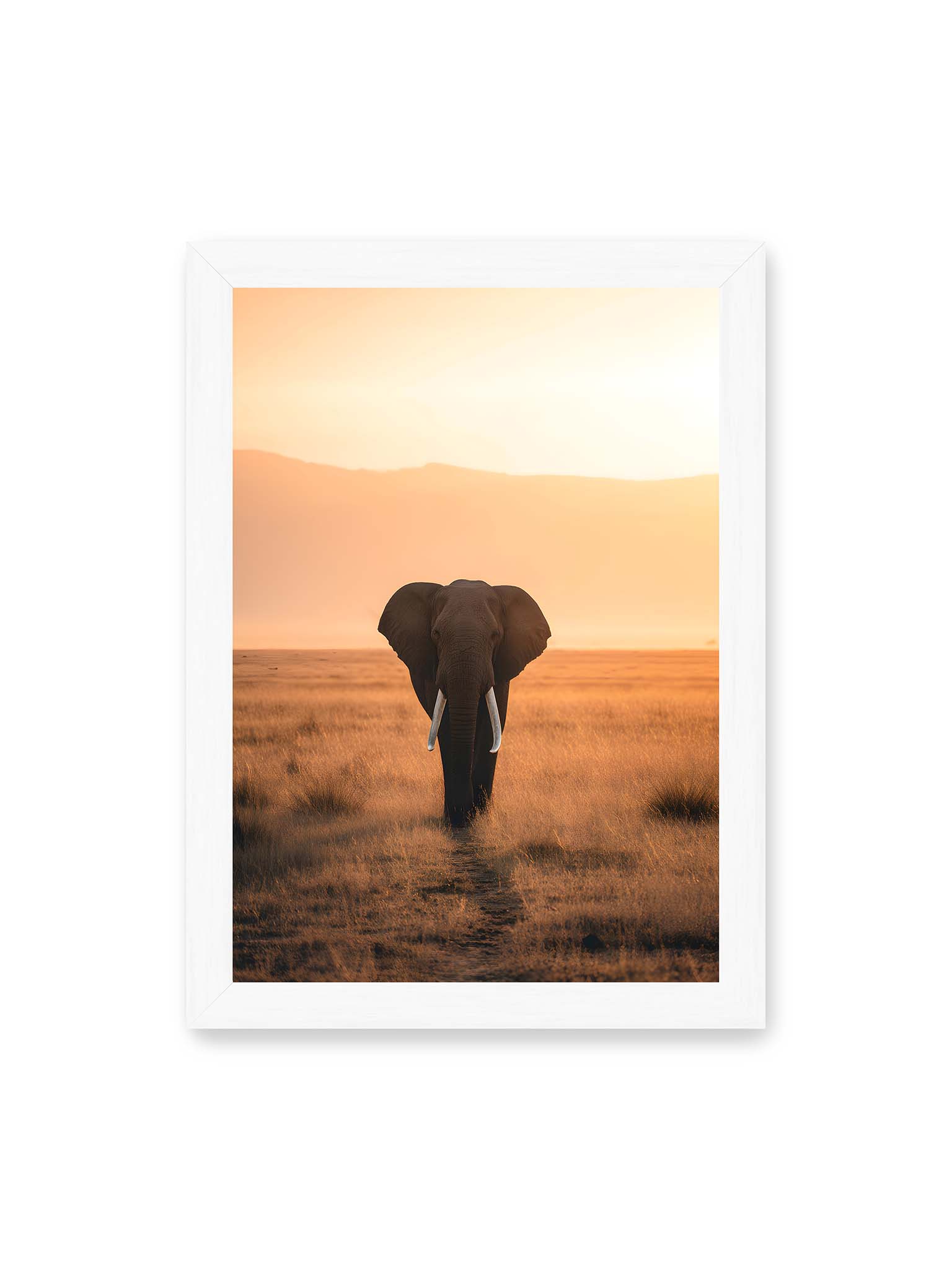 21x30 cm, weißer Rahmen – Elefant mit langen Stoßzähnen läuft frontal durch hohes Gras der Savanne im warmen Licht.