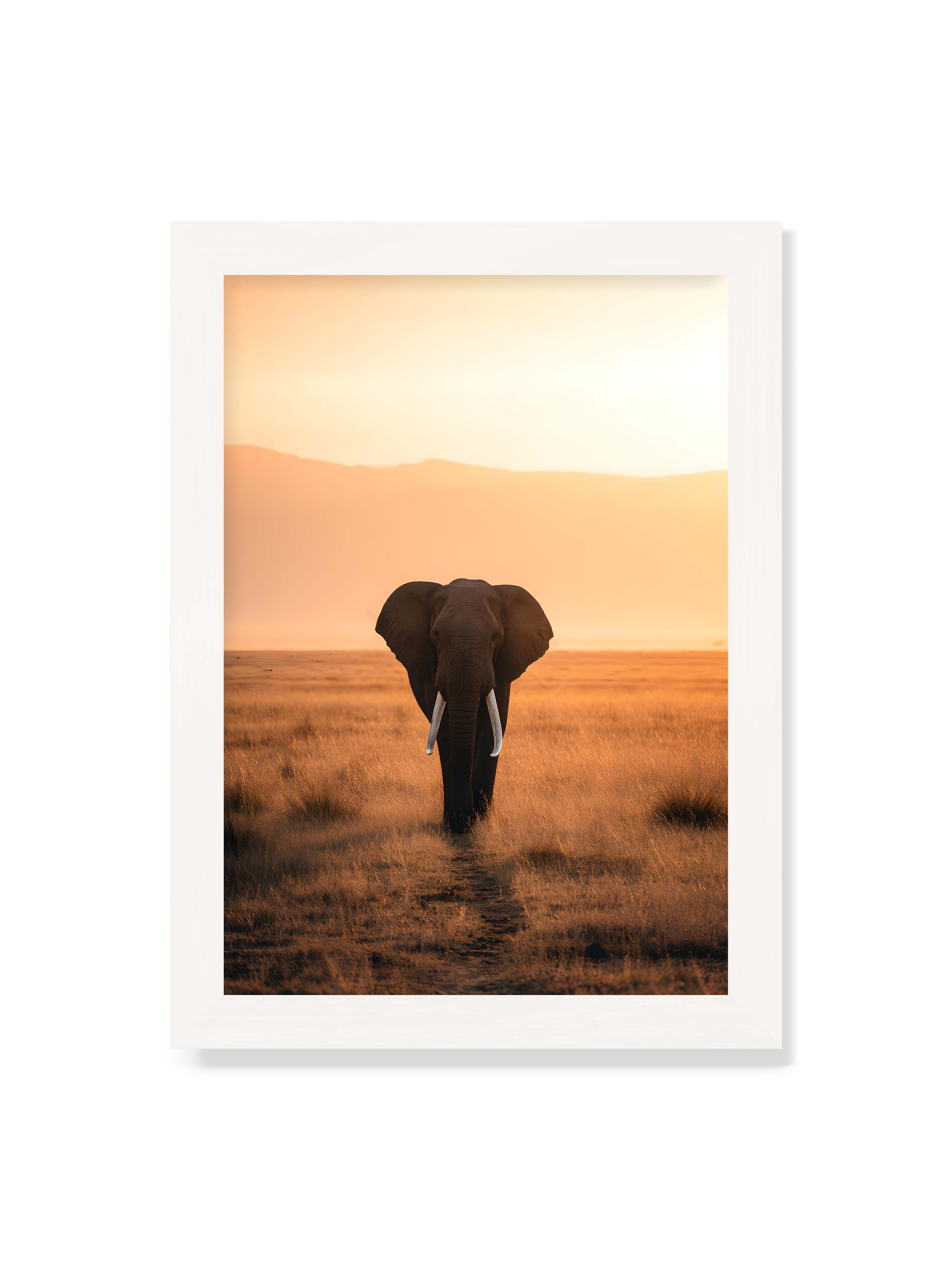21x30 cm ohne Galerie-Rand mit weißem Rahmen – Elefant mit langen Stoßzähnen läuft frontal durch hohes Gras der Savanne im warmen Licht.
