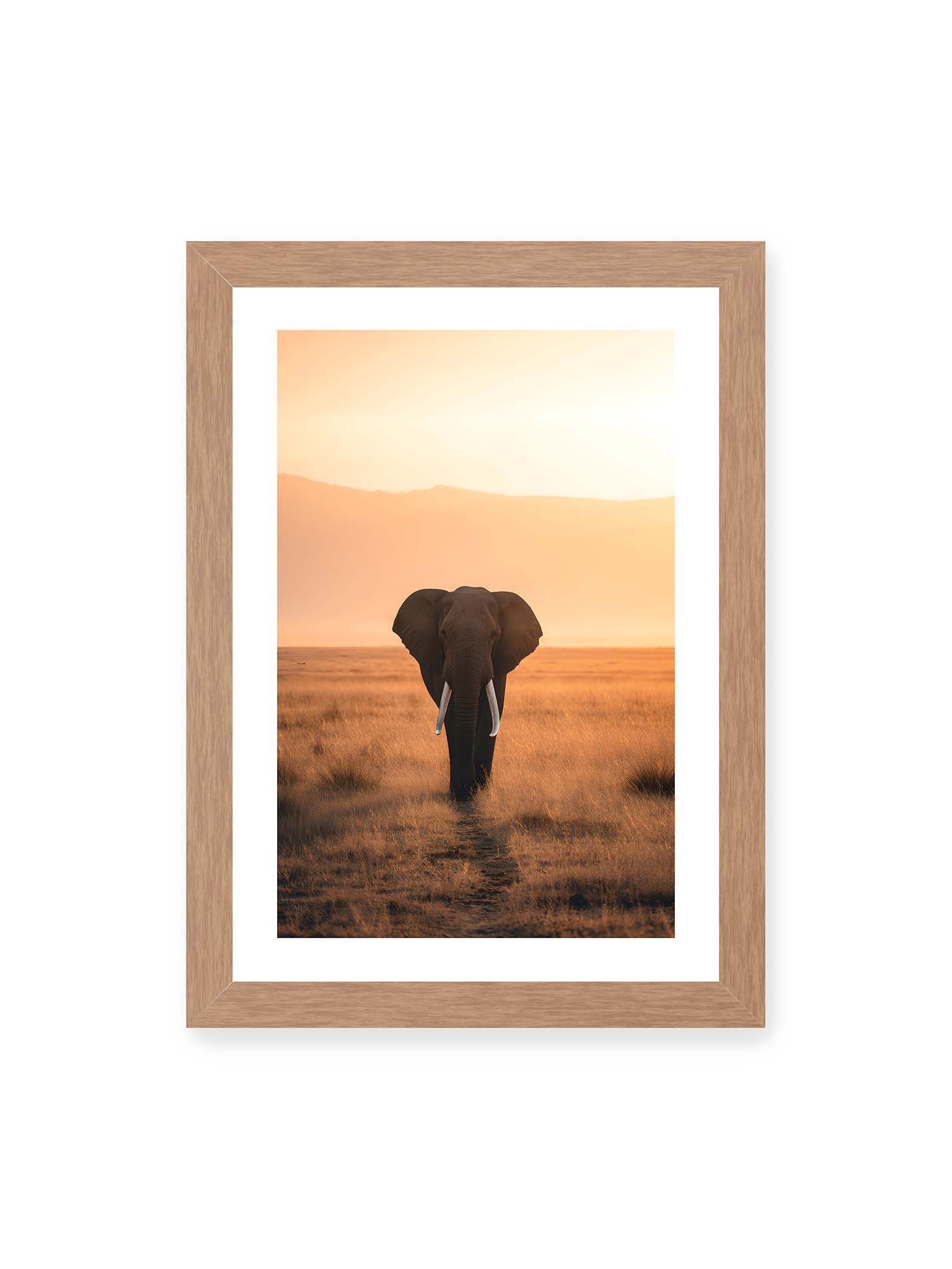 21x30 cm, weißer Galerie-Rand, Eichenrahmen – Elefant mit langen Stoßzähnen läuft frontal durch hohes Gras der Savanne im warmen Licht.