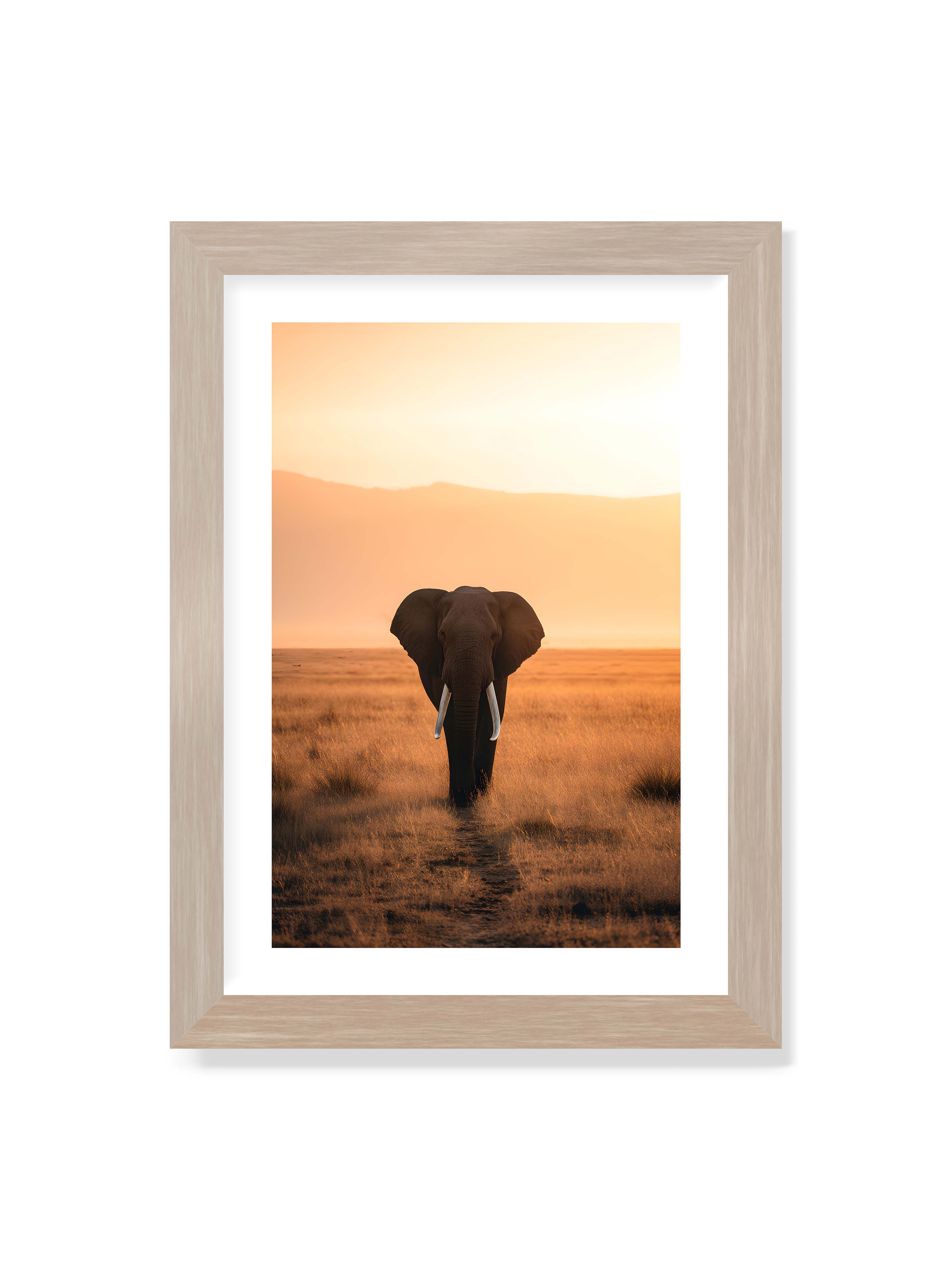 21x30 cm mit weißem Galerie-Rand im Eichenrahmen – Elefant mit langen Stoßzähnen läuft frontal durch hohes Gras der Savanne im warmen Licht.