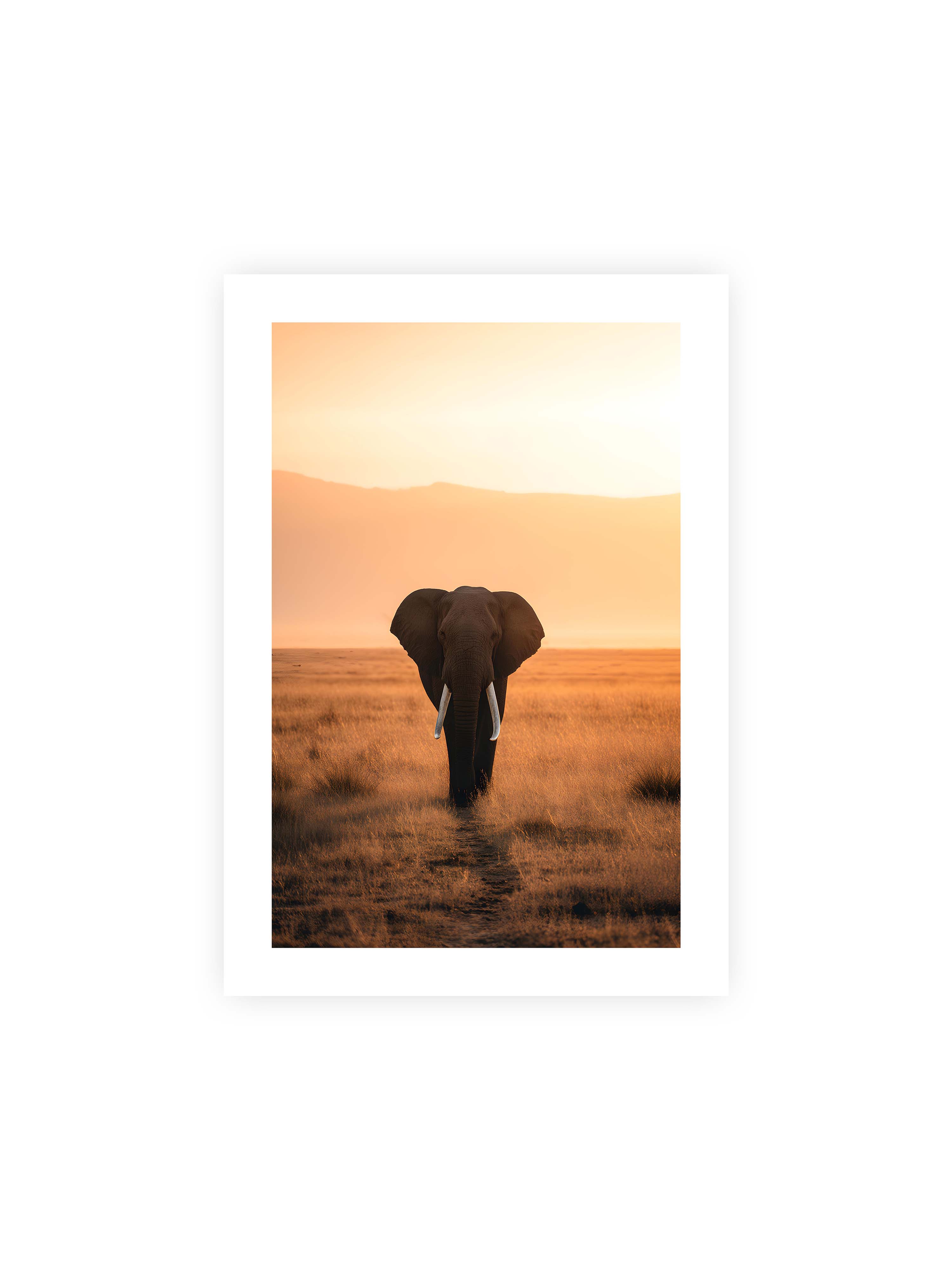 21x30 cm mit weißem Galerie-Rand ohne Rahmen – Elefant mit langen Stoßzähnen läuft frontal durch hohes Gras der Savanne im warmen Licht.