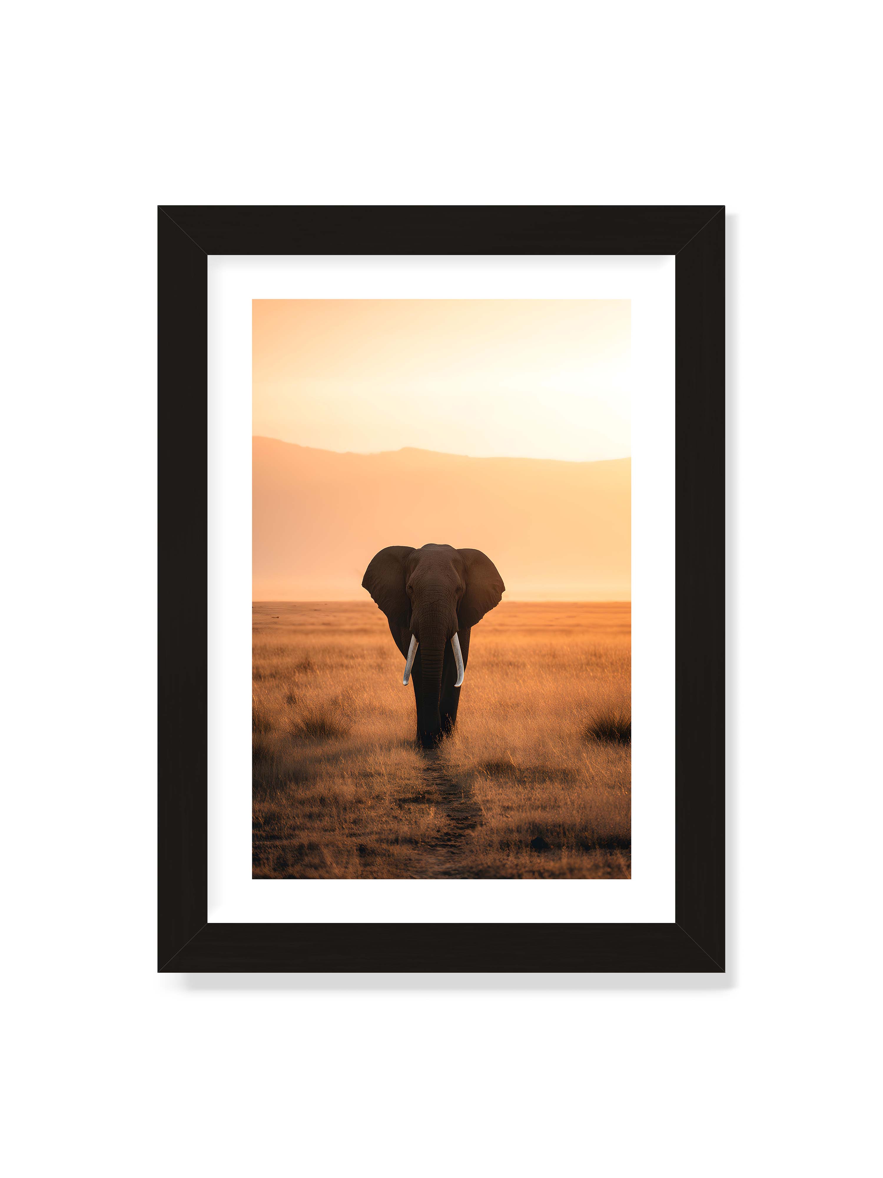 21x30 cm mit weißem Galerie-Rand mit schwarzem Rahmen – Elefant mit langen Stoßzähnen läuft frontal durch hohes Gras der Savanne im warmen Licht.