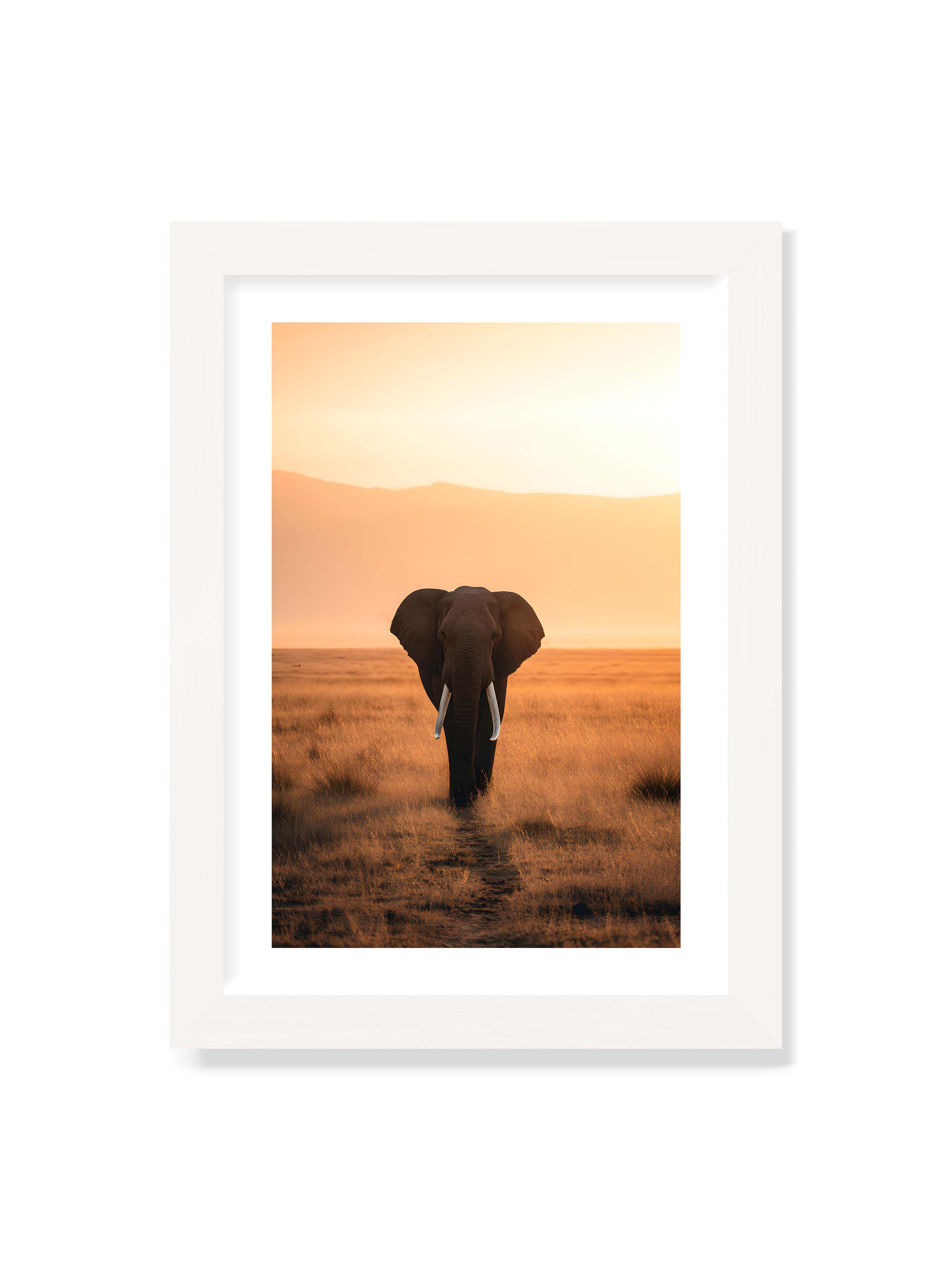 21x30 cm mit weißem Galerie-Rand mit weißem Rahmen – Elefant mit langen Stoßzähnen läuft frontal durch hohes Gras der Savanne im warmen Licht.