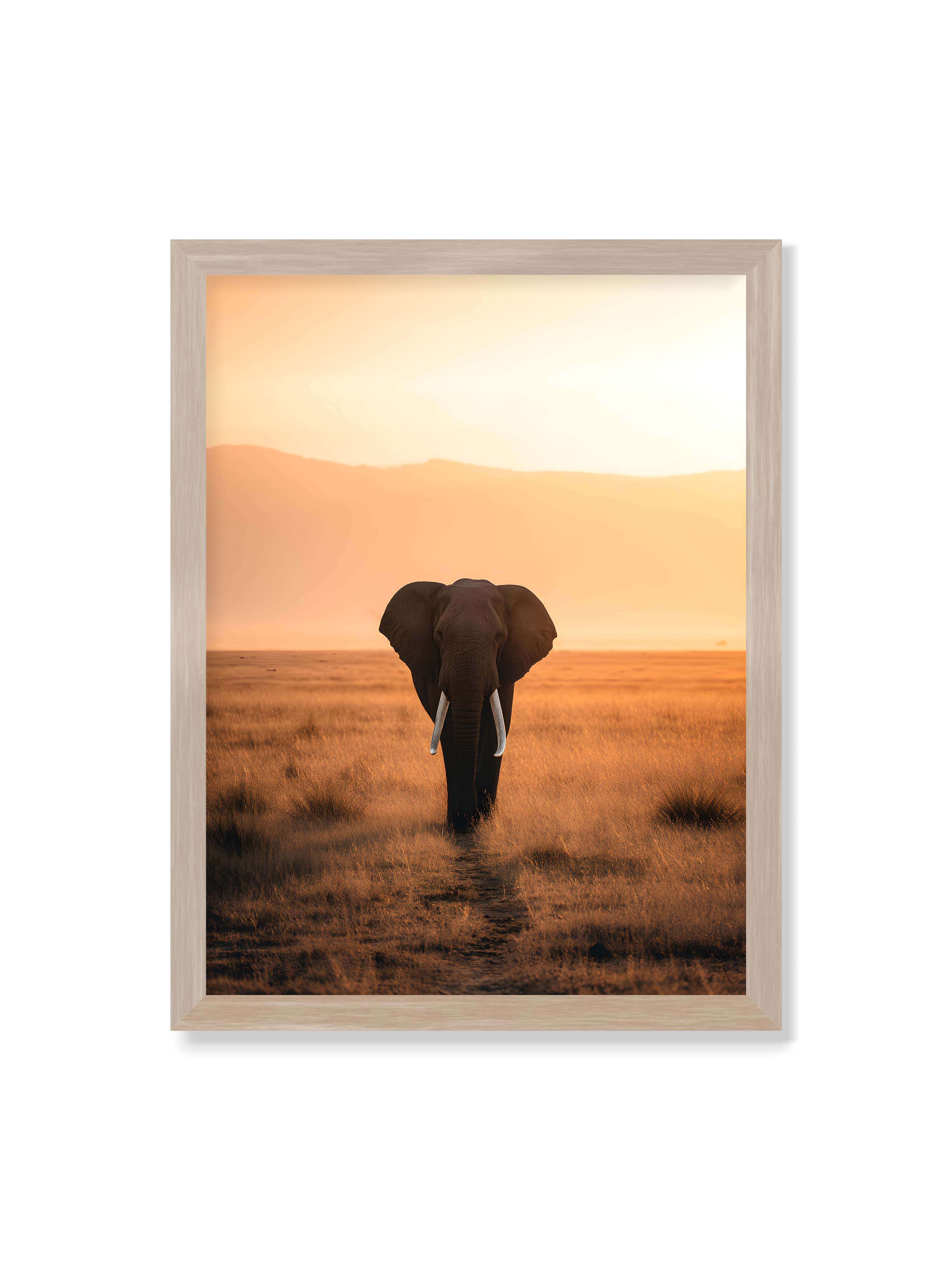 30x40 cm ohne Galerie-Rand im Eichenrahmen – Elefant mit langen Stoßzähnen läuft frontal durch hohes Gras der Savanne im warmen Licht.