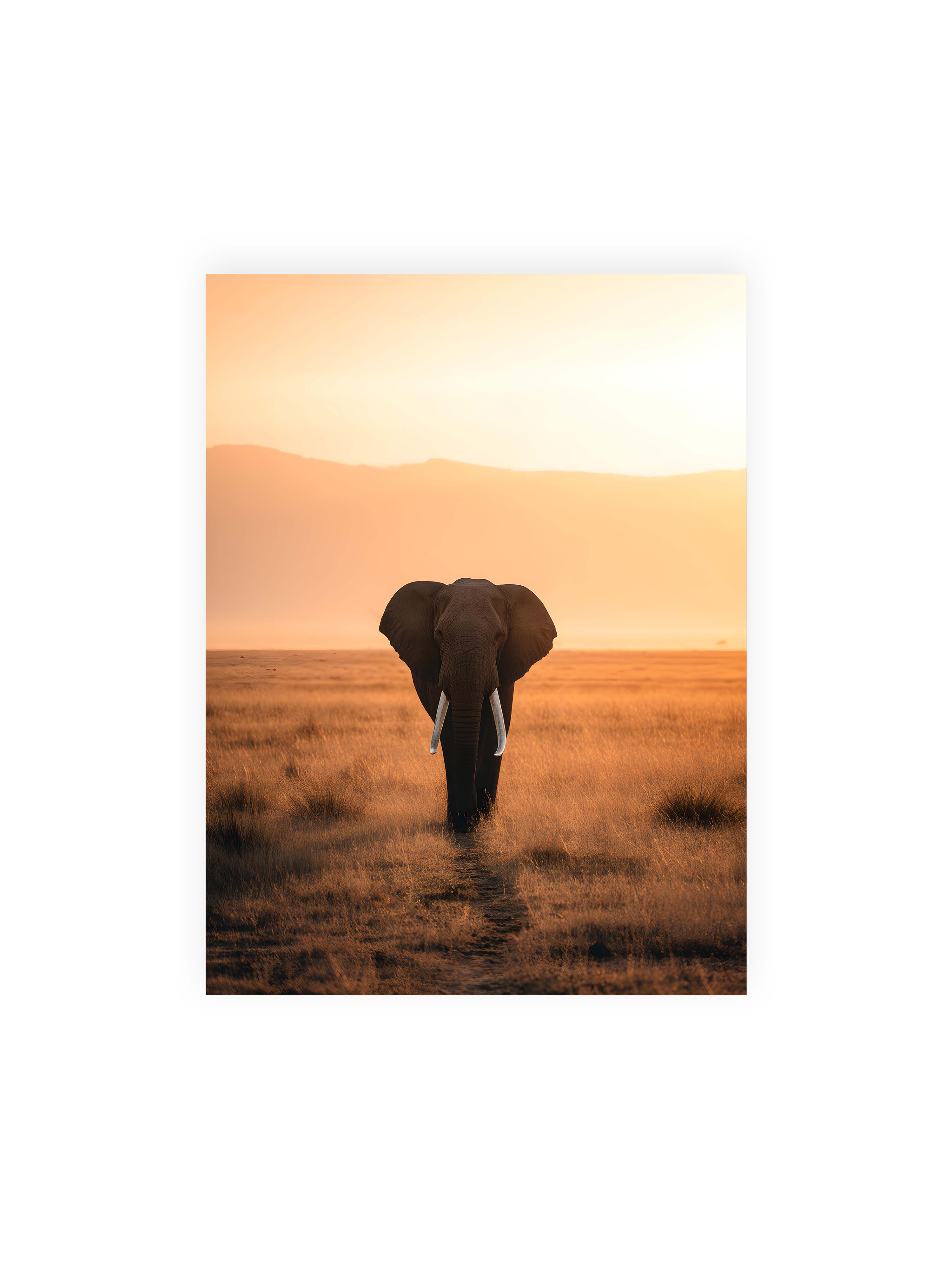 30x40 cm ohne Galerie-Rand ohne Rahmen – Elefant mit langen Stoßzähnen läuft frontal durch hohes Gras der Savanne im warmen Licht.