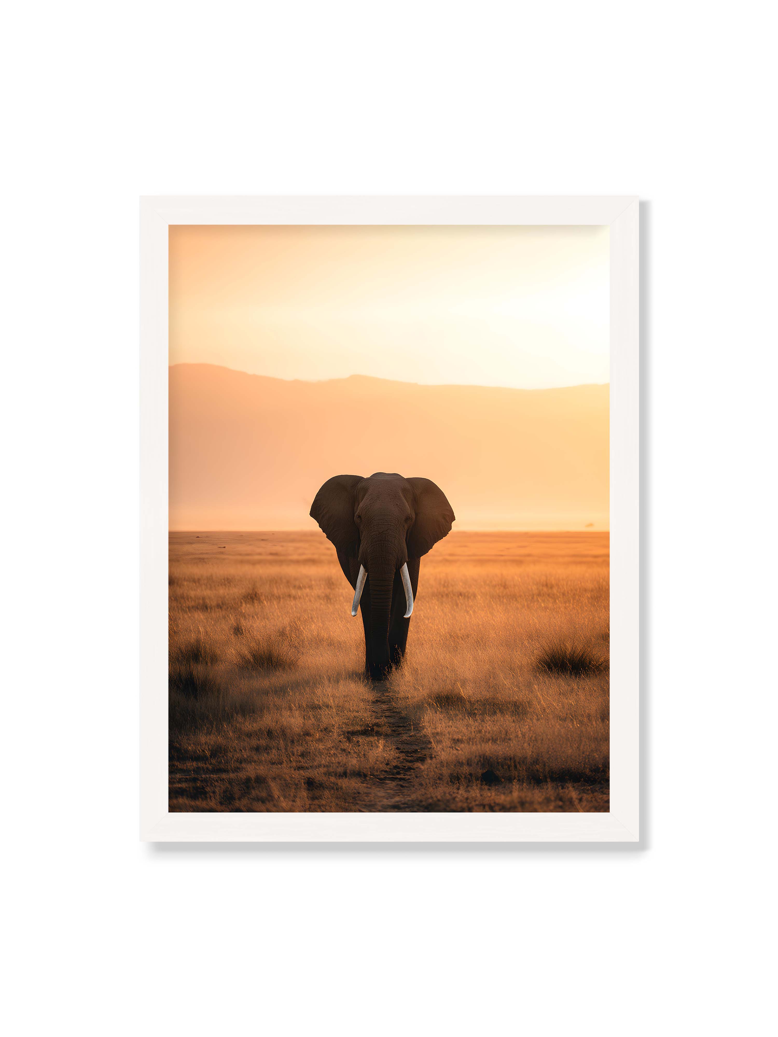 30x40 cm ohne Galerie-Rand mit weißem Rahmen – Elefant mit langen Stoßzähnen läuft frontal durch hohes Gras der Savanne im warmen Licht.