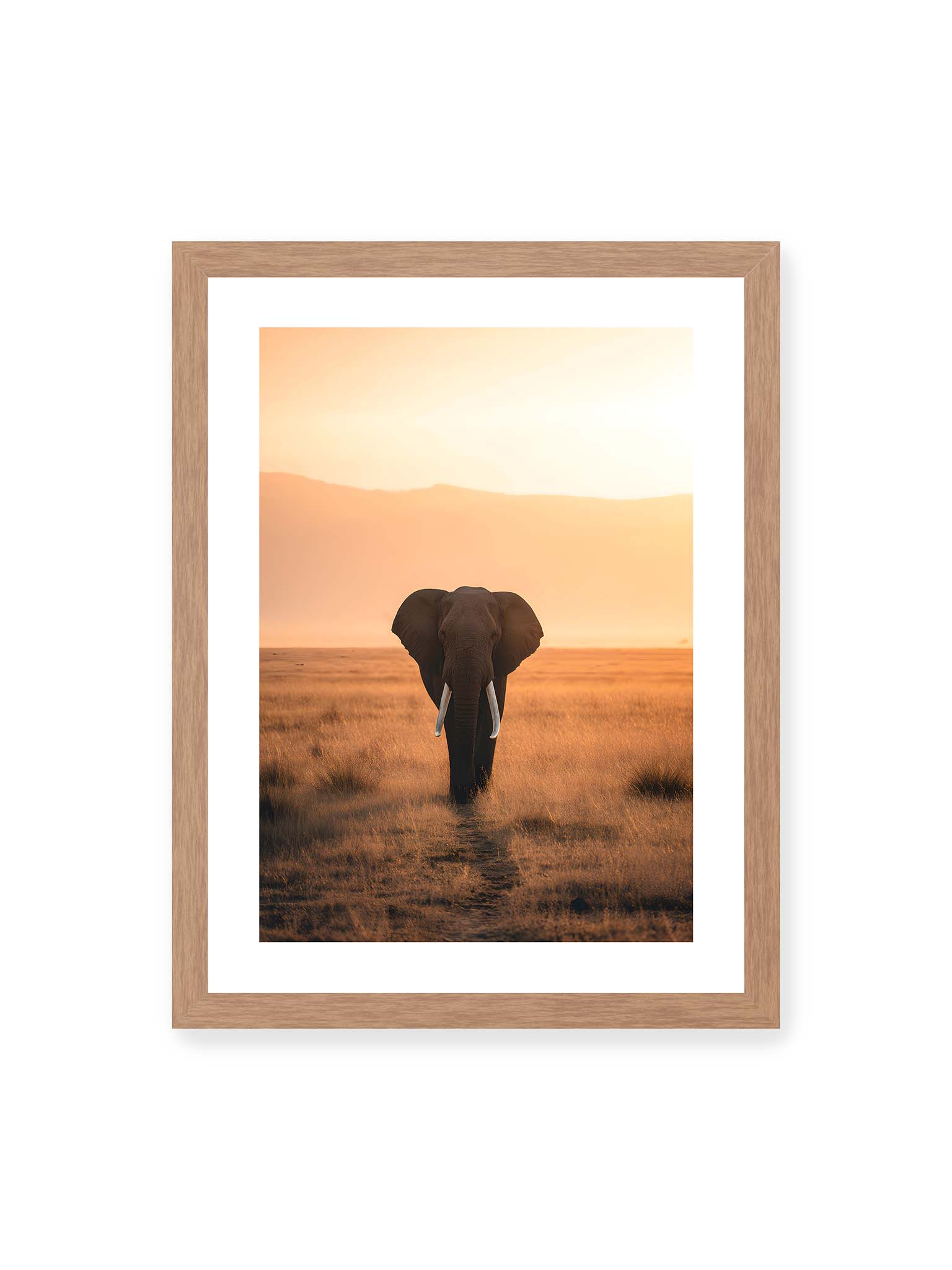 30x40 cm, weißer Galerie-Rand, Eichenrahmen – Elefant mit langen Stoßzähnen läuft frontal durch hohes Gras der Savanne im warmen Licht.