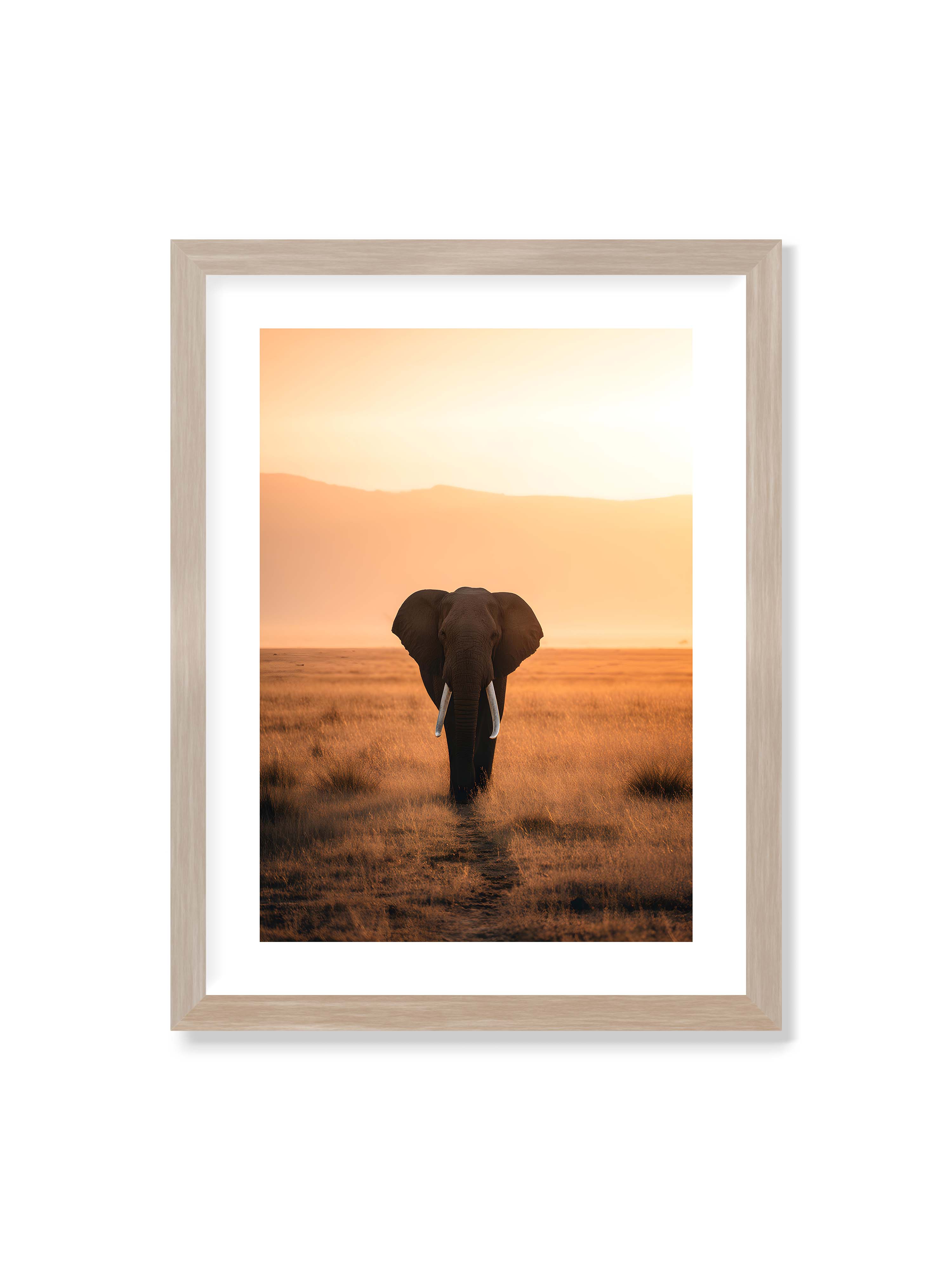 30x40 cm mit weißem Galerie-Rand im Eichenrahmen – Elefant mit langen Stoßzähnen läuft frontal durch hohes Gras der Savanne im warmen Licht.