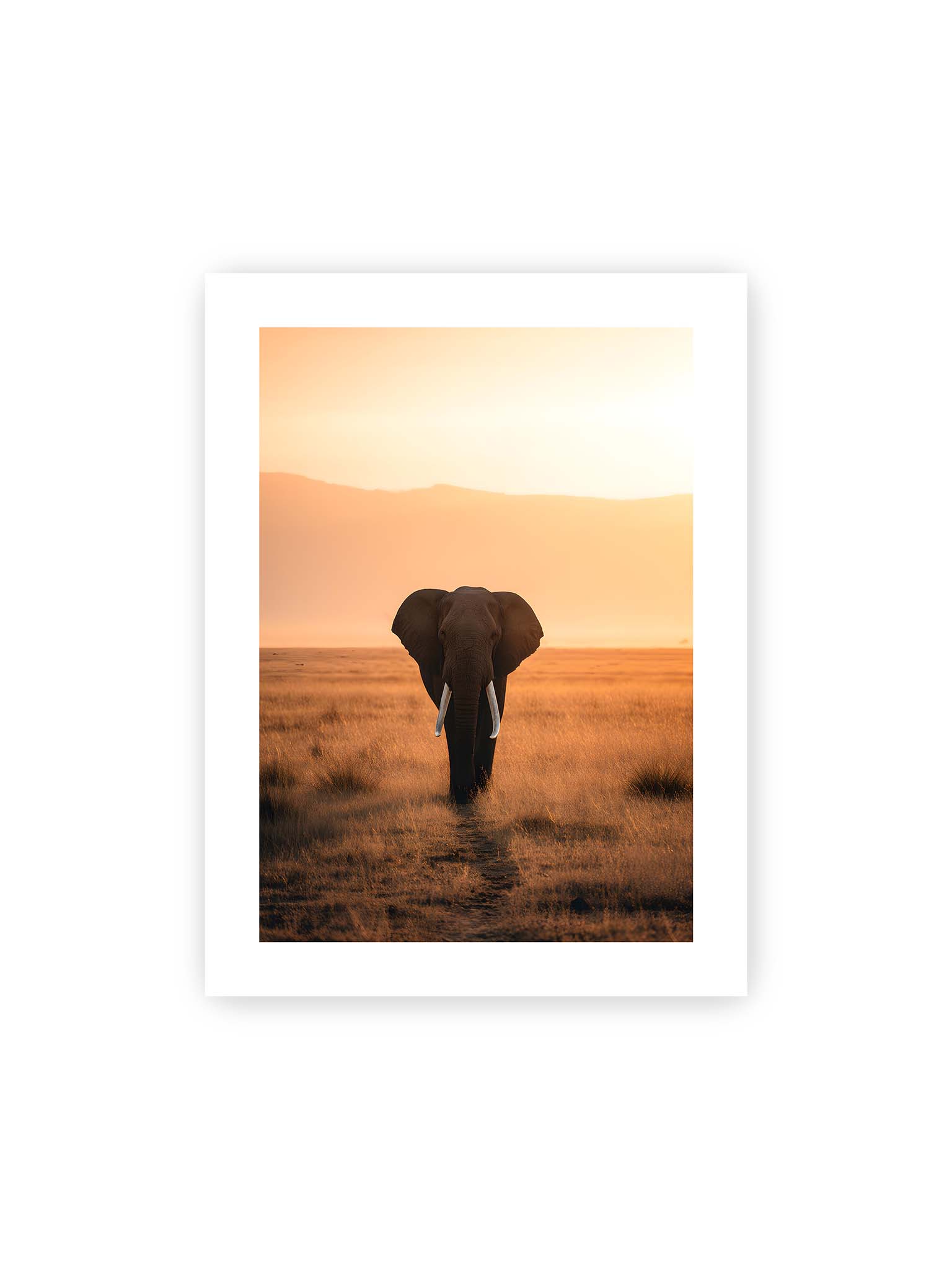 30x40 cm, weißer Galerie-Rand – Elefant mit langen Stoßzähnen läuft frontal durch hohes Gras der Savanne im warmen Licht.