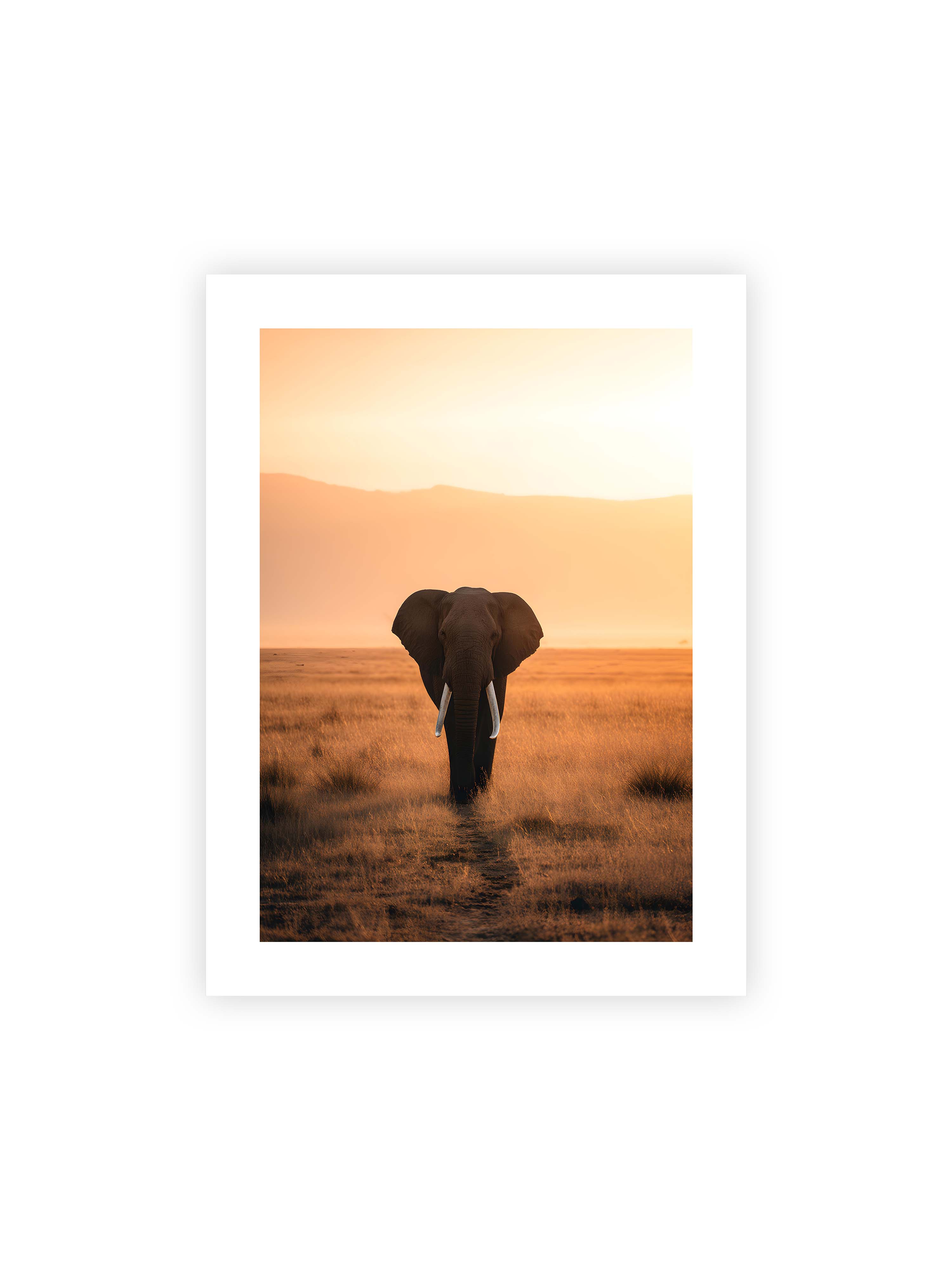 30x40 cm mit weißem Galerie-Rand ohne Rahmen – Elefant mit langen Stoßzähnen läuft frontal durch hohes Gras der Savanne im warmen Licht.