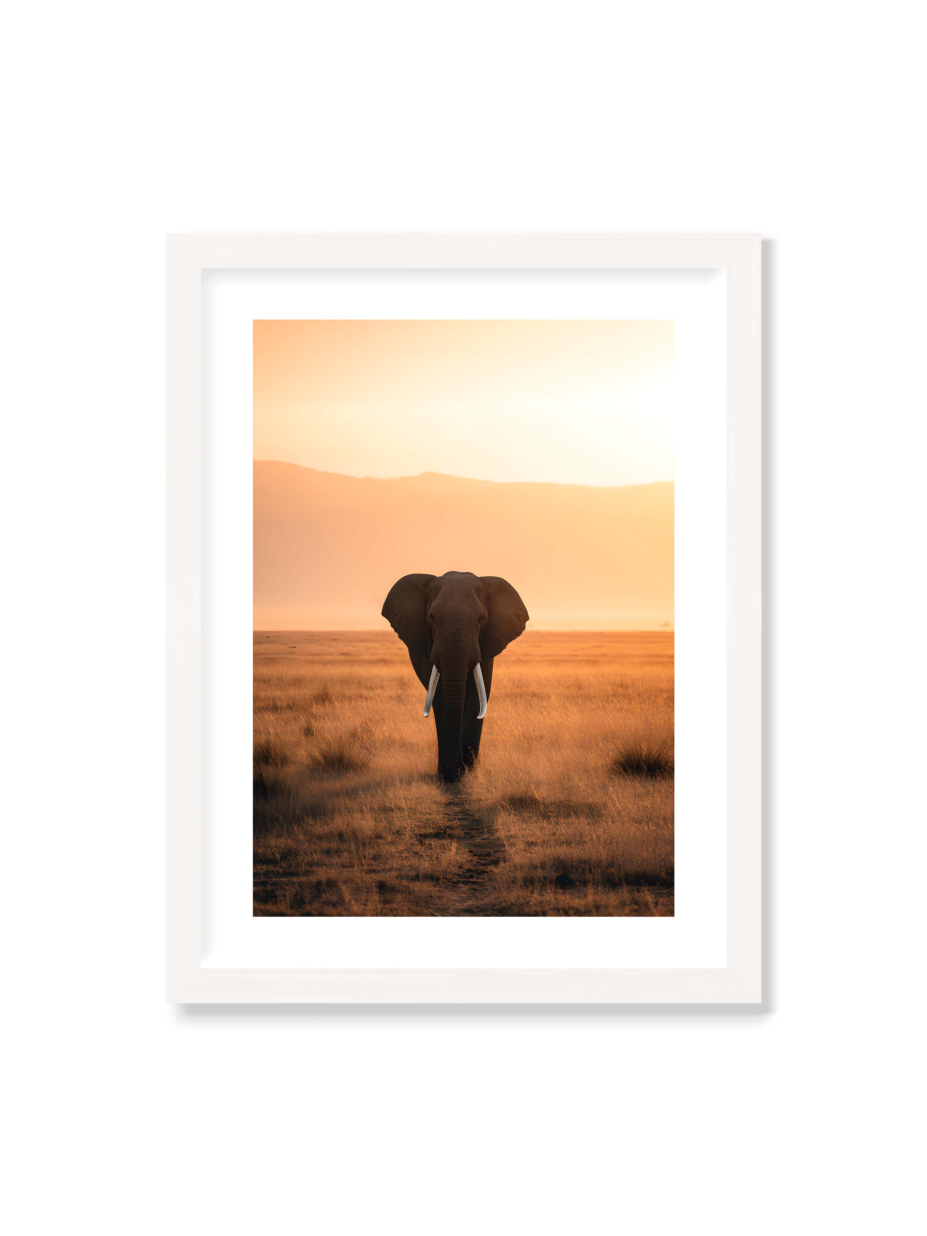 30x40 cm mit weißem Galerie-Rand mit weißem Rahmen – Elefant mit langen Stoßzähnen läuft frontal durch hohes Gras der Savanne im warmen Licht.