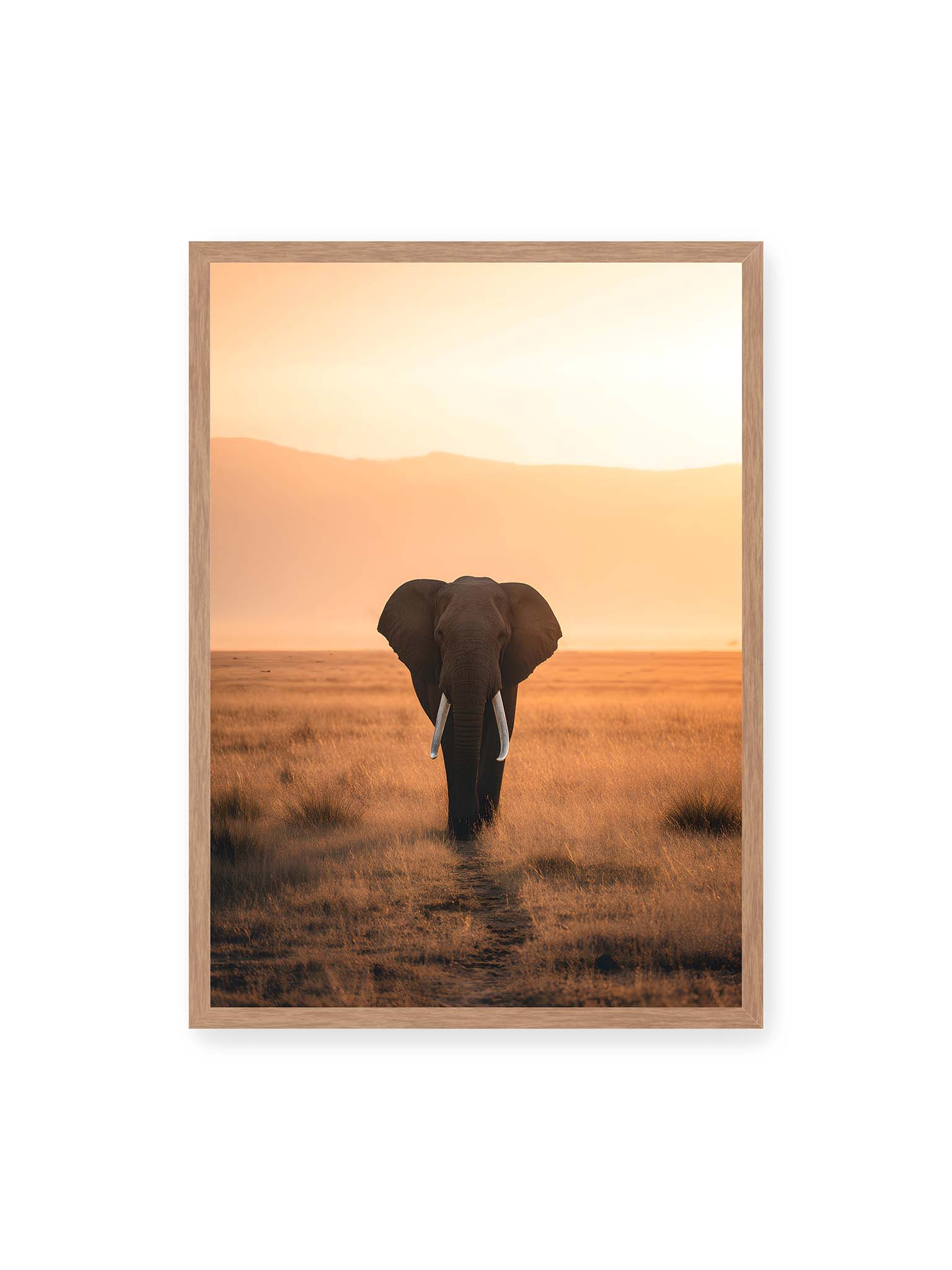 50x70 cm, Eichenrahmen – Elefant mit langen Stoßzähnen läuft frontal durch hohes Gras der Savanne im warmen Licht.