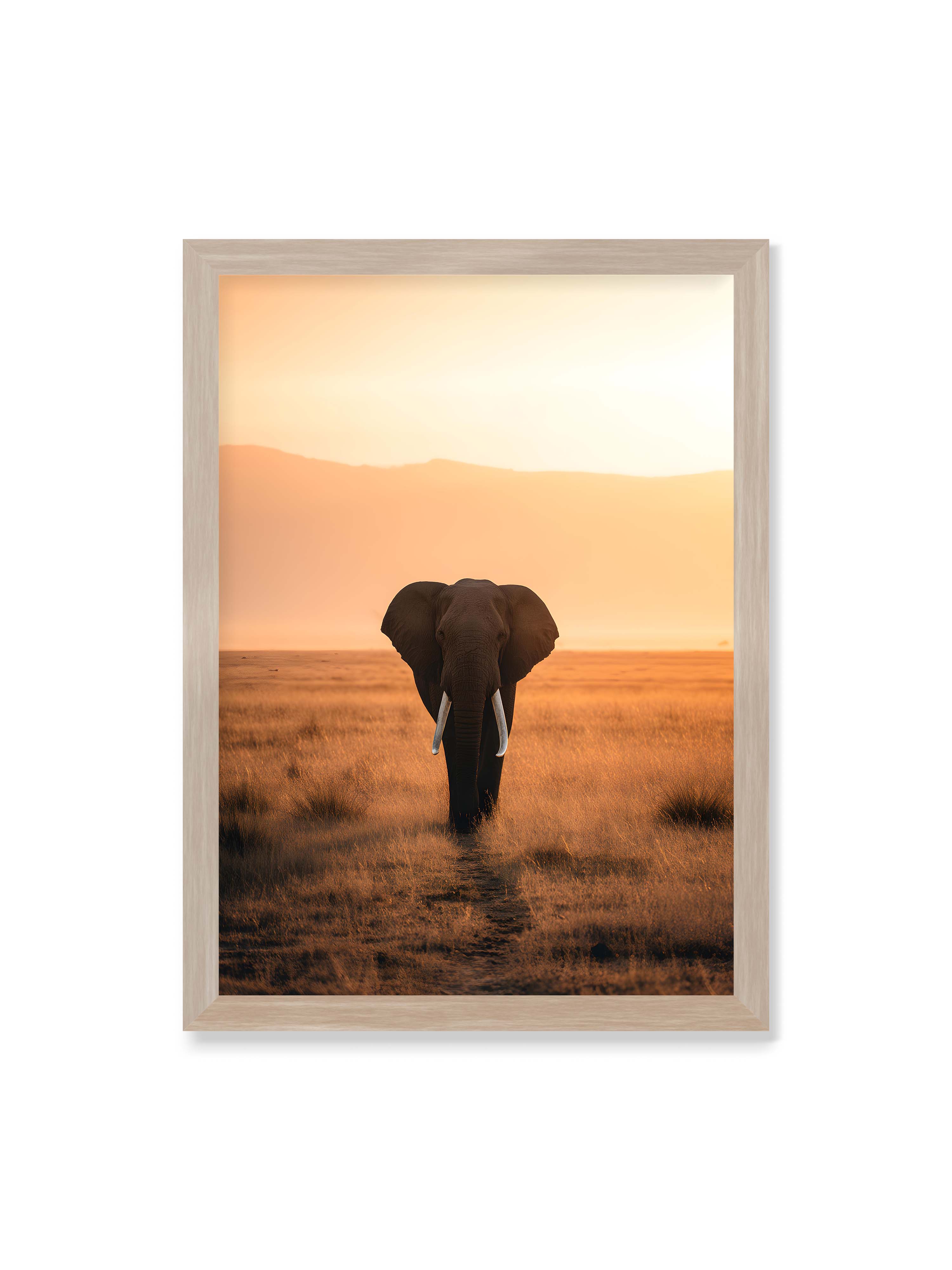 50x70 cm ohne Galerie-Rand im Eichenrahmen – Elefant mit langen Stoßzähnen läuft frontal durch hohes Gras der Savanne im warmen Licht.