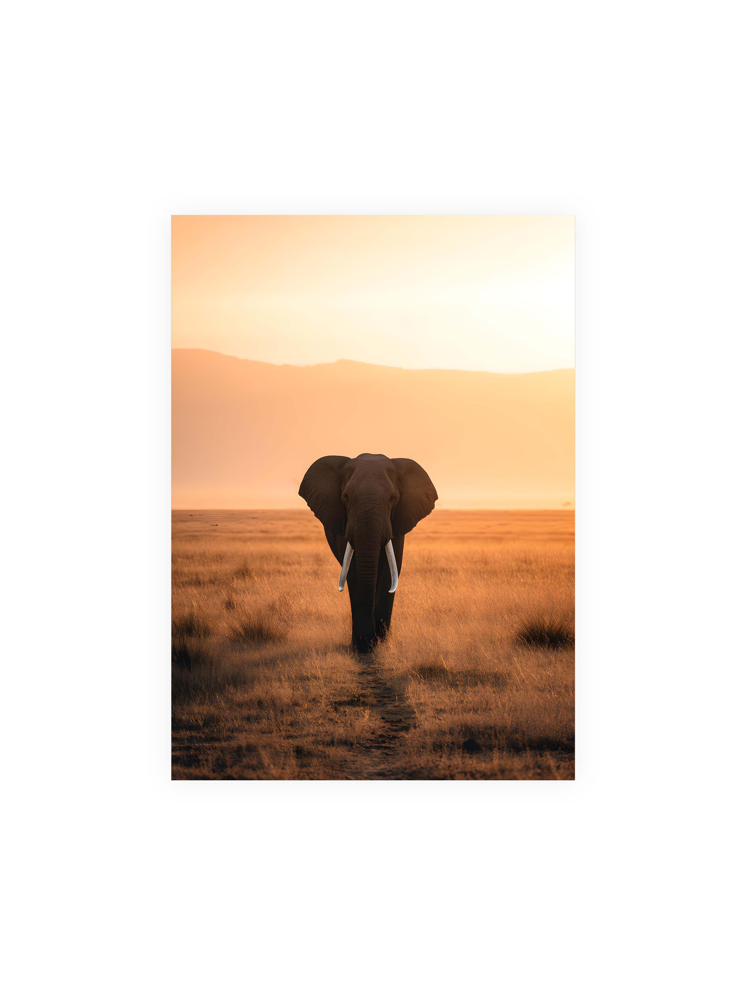 50x70 cm ohne Galerie-Rand ohne Rahmen – Elefant mit langen Stoßzähnen läuft frontal durch hohes Gras der Savanne im warmen Licht.