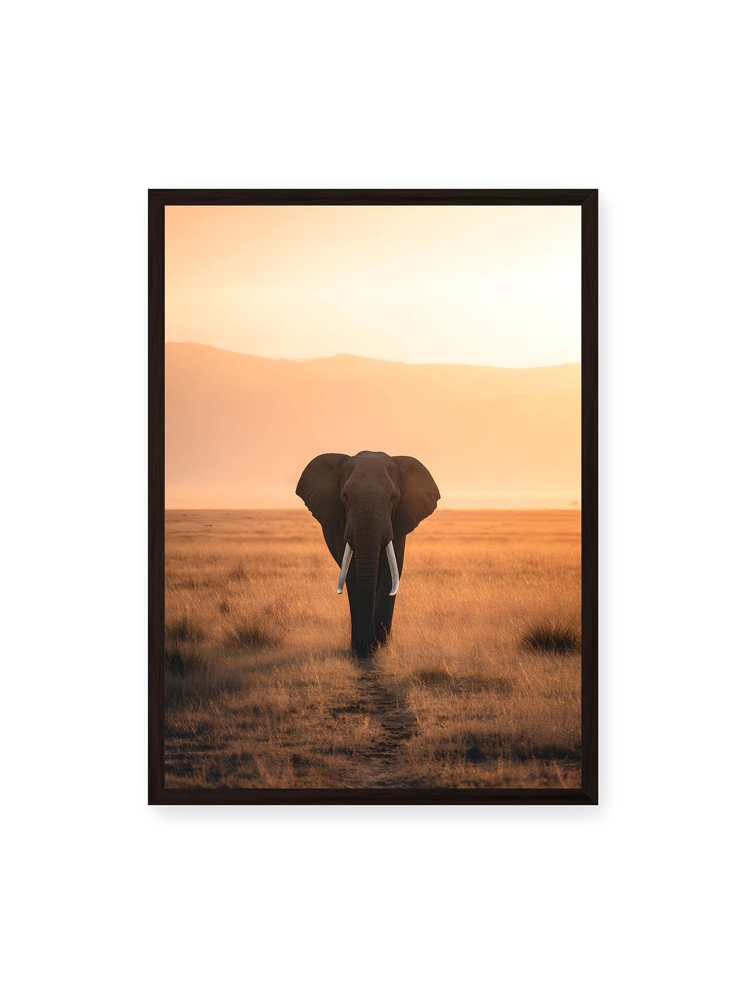 50x70 cm, schwarzer Rahmen – Elefant mit langen Stoßzähnen läuft frontal durch hohes Gras der Savanne im warmen Licht.
