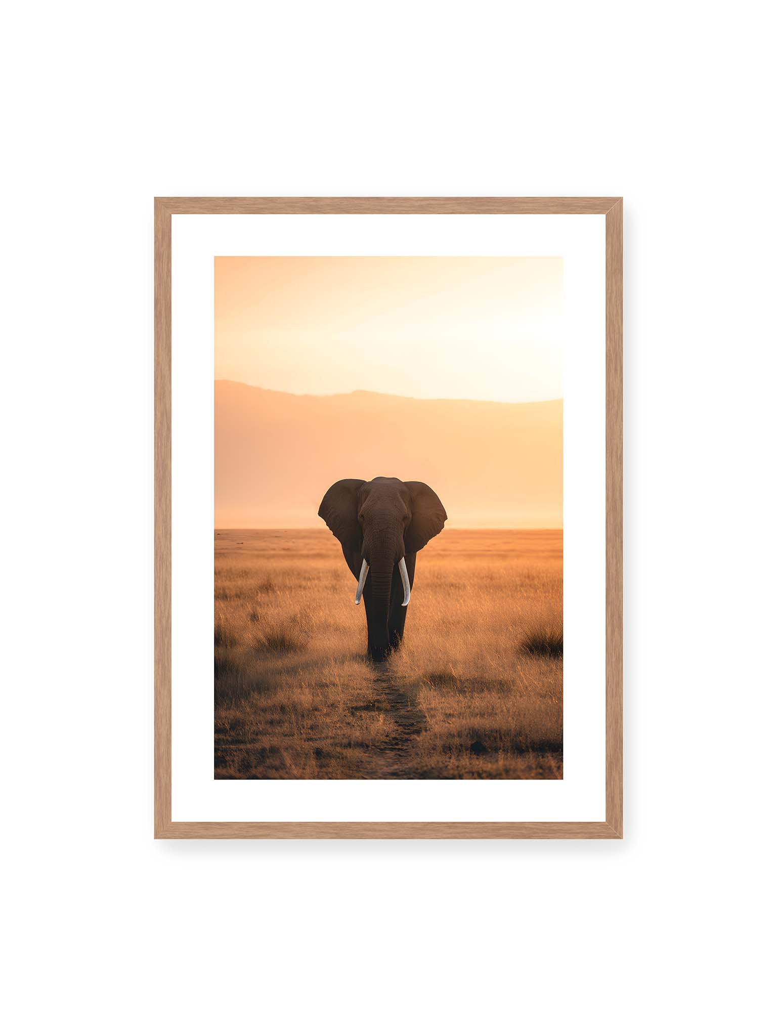 50x70 cm, weißer Galerie-Rand, Eichenrahmen – Elefant mit langen Stoßzähnen läuft frontal durch hohes Gras der Savanne im warmen Licht.