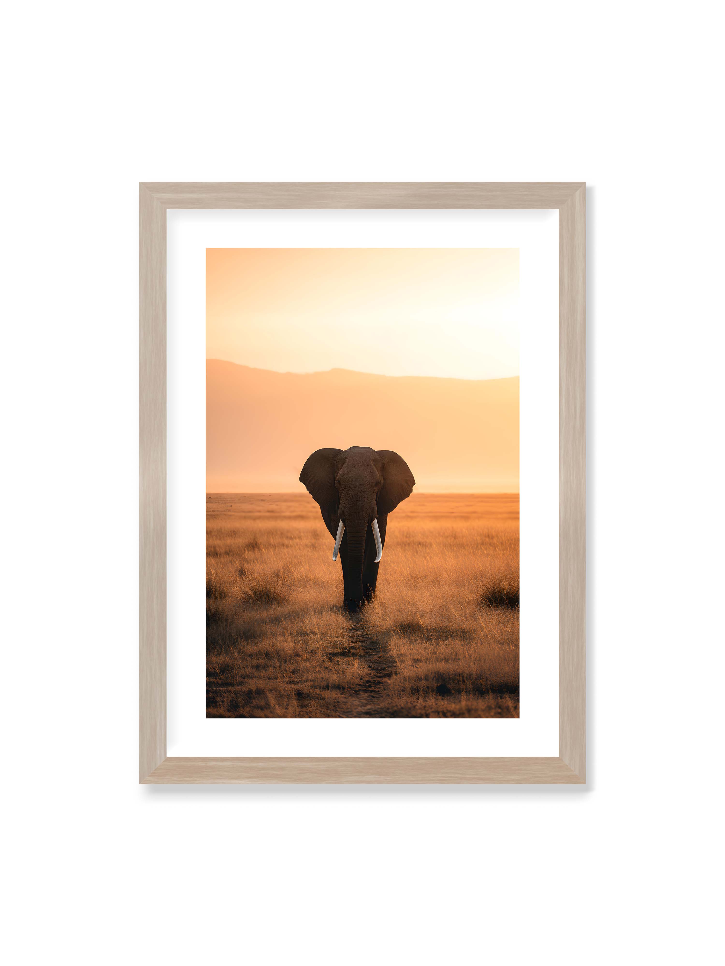 50x70 cm mit weißem Galerie-Rand im Eichenrahmen – Elefant mit langen Stoßzähnen läuft frontal durch hohes Gras der Savanne im warmen Licht.