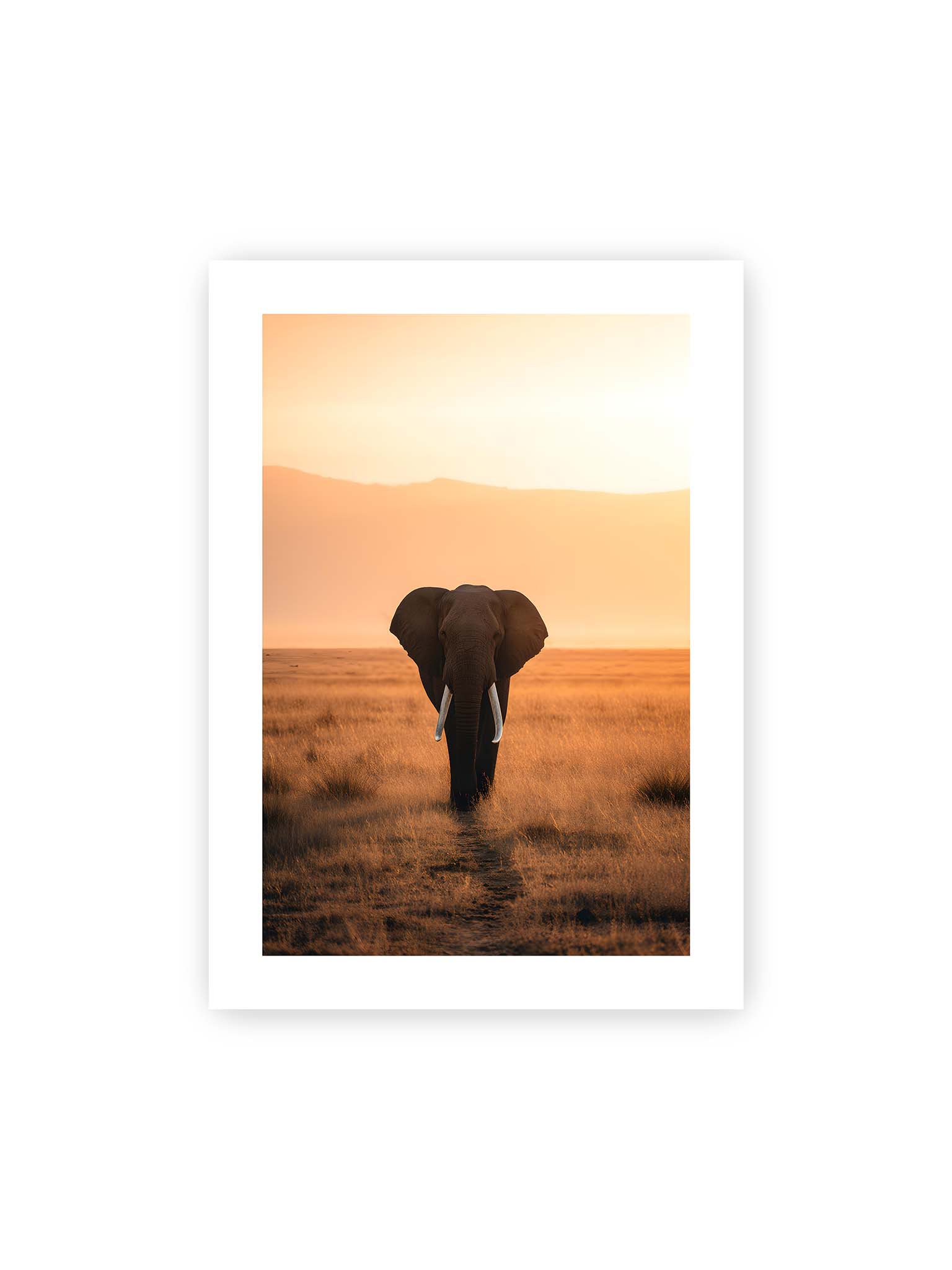 50x70 cm, weißer Galerie-Rand – Elefant mit langen Stoßzähnen läuft frontal durch hohes Gras der Savanne im warmen Licht.