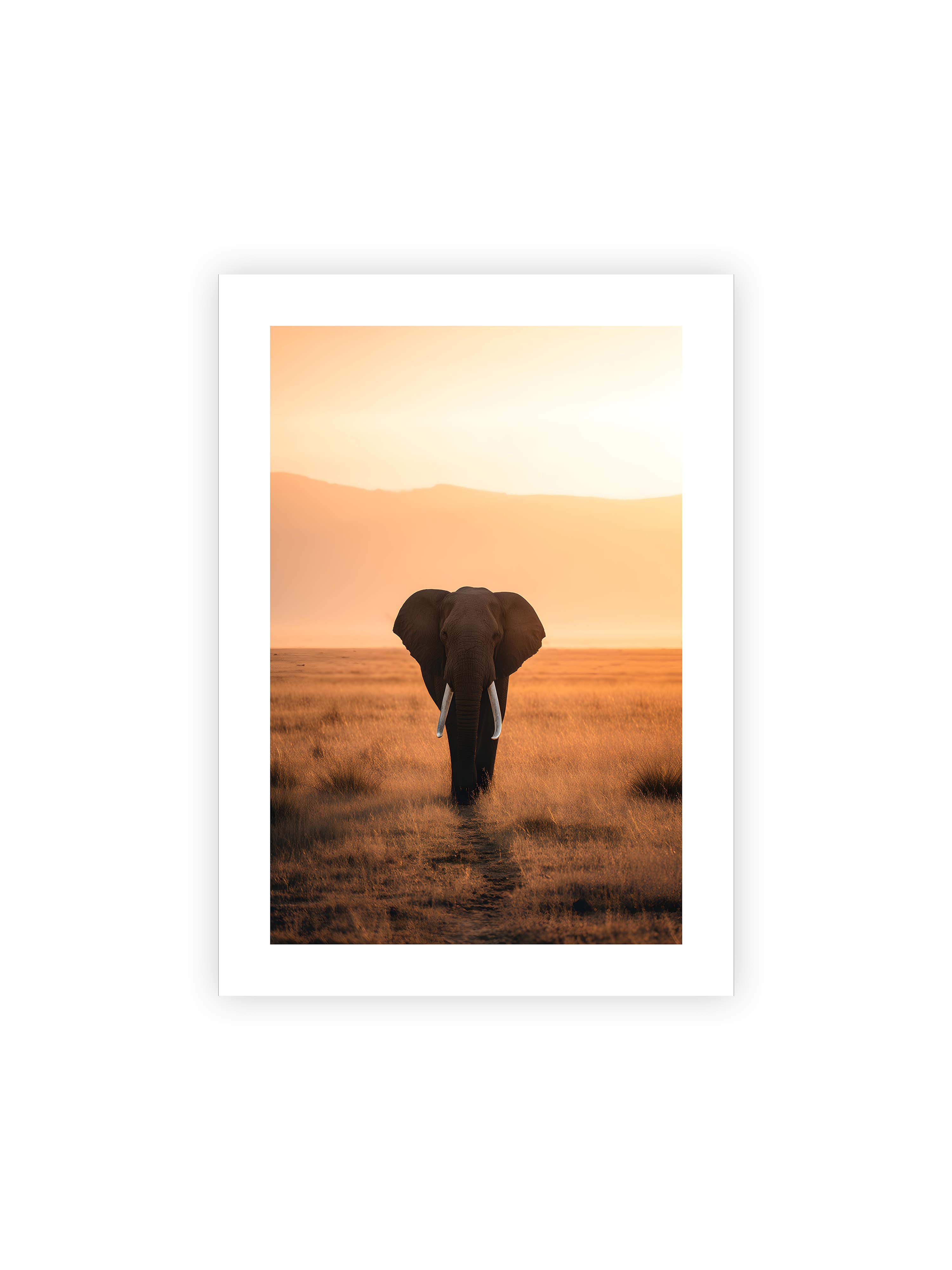 50x70 cm mit weißem Galerie-Rand ohne Rahmen – Elefant mit langen Stoßzähnen läuft frontal durch hohes Gras der Savanne im warmen Licht.
