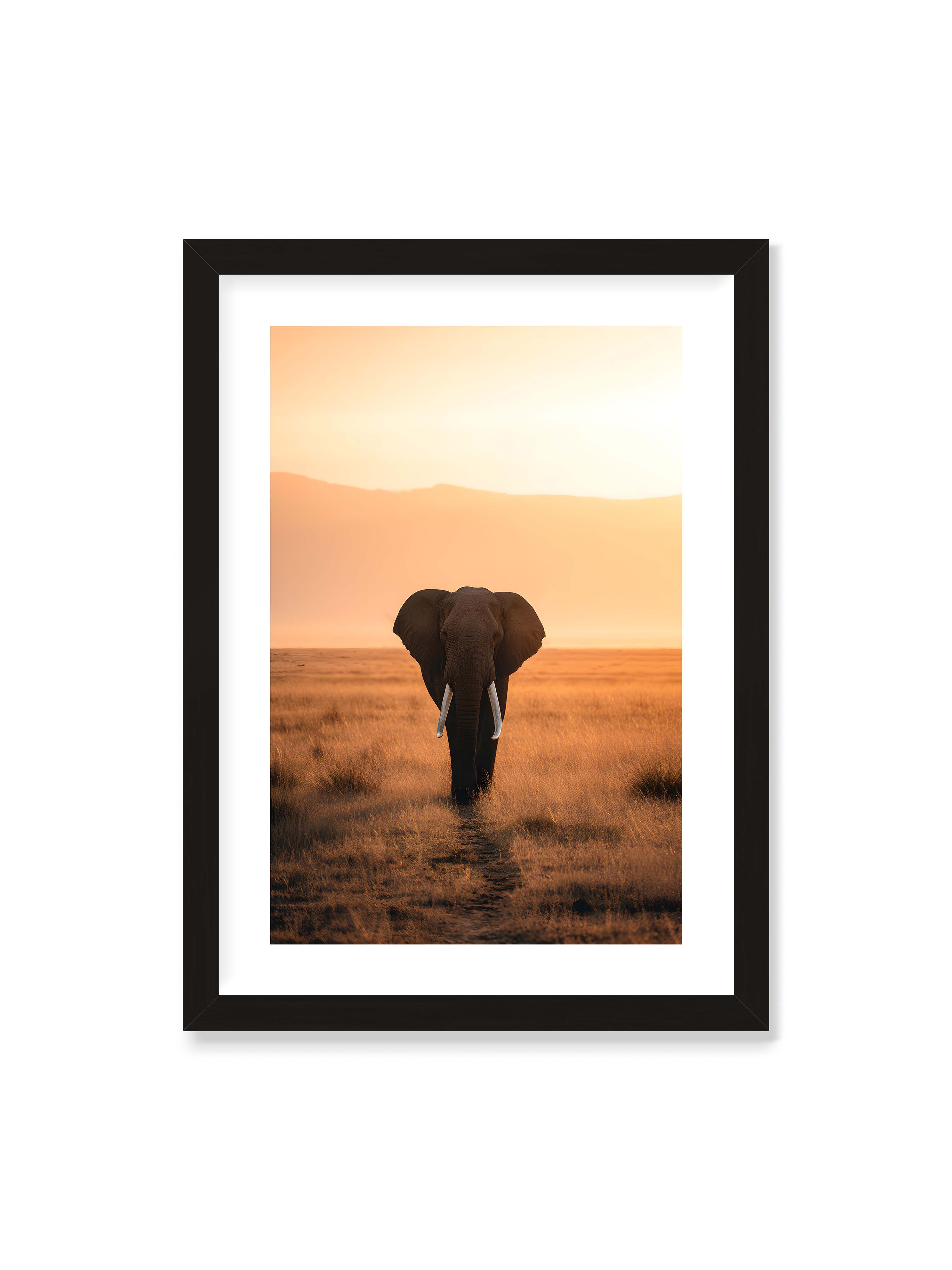 50x70 cm mit weißem Galerie-Rand mit schwarzem Rahmen – Elefant mit langen Stoßzähnen läuft frontal durch hohes Gras der Savanne im warmen Licht.