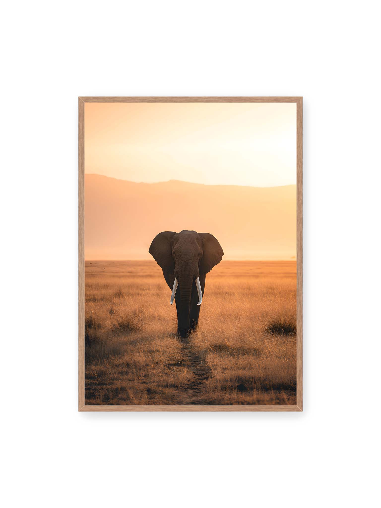 70x100 cm, Eichenrahmen – Elefant mit langen Stoßzähnen läuft frontal durch hohes Gras der Savanne im warmen Licht.