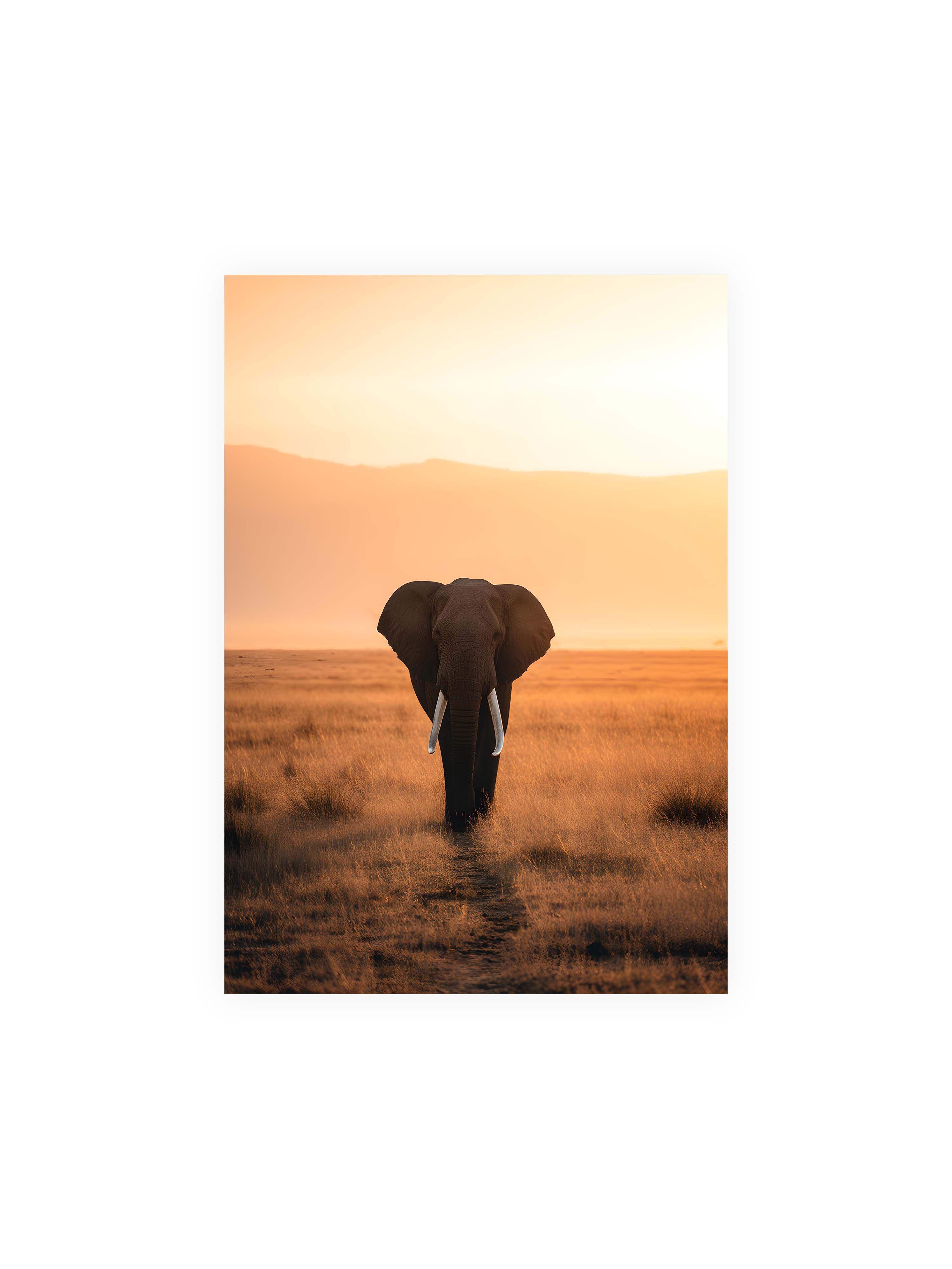 70x100 cm ohne Galerie-Rand ohne Rahmen – Elefant mit langen Stoßzähnen läuft frontal durch hohes Gras der Savanne im warmen Licht.